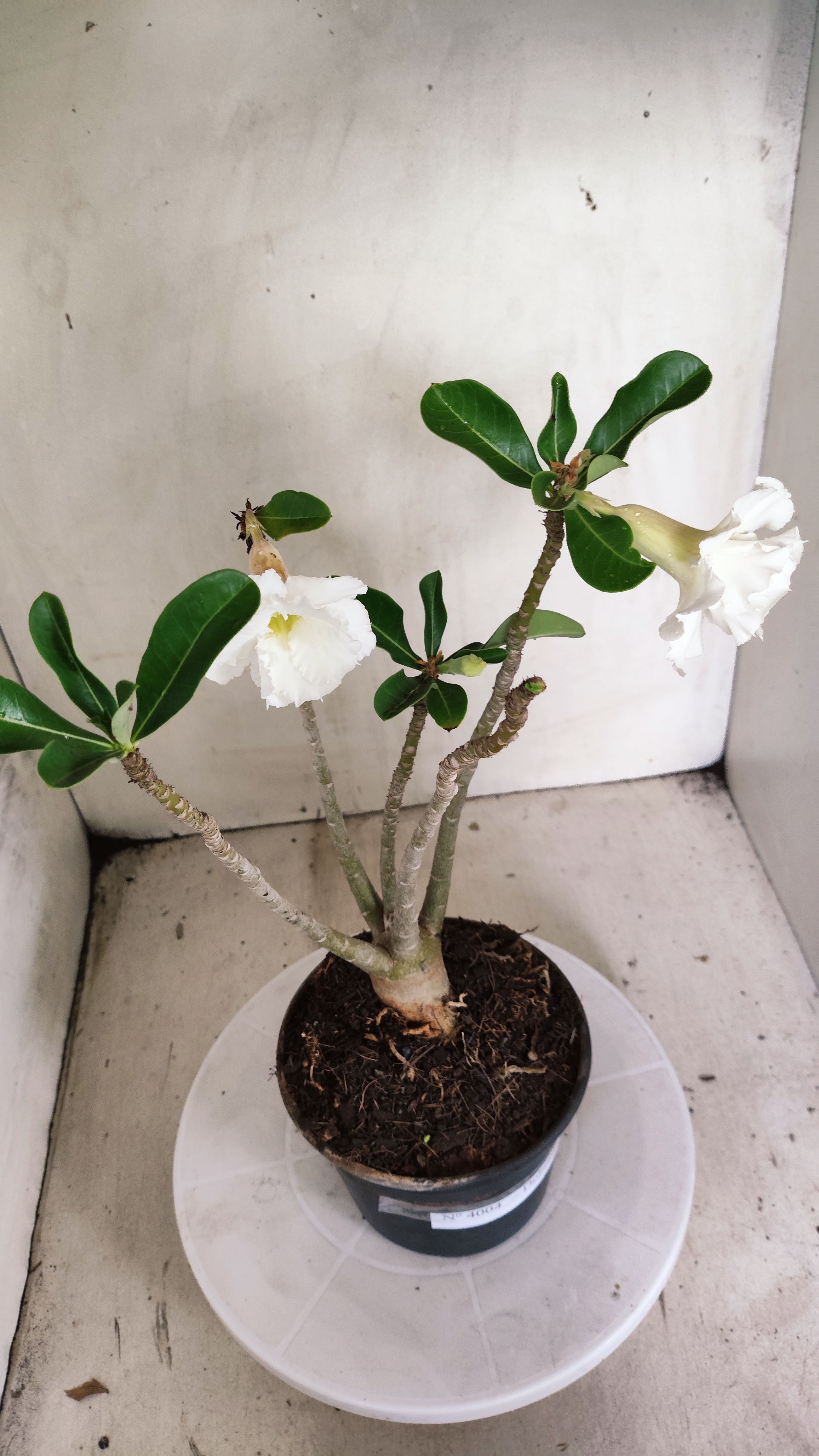 Planta Dobrada 4004 – 35cm – 03 anos - Vaso 15