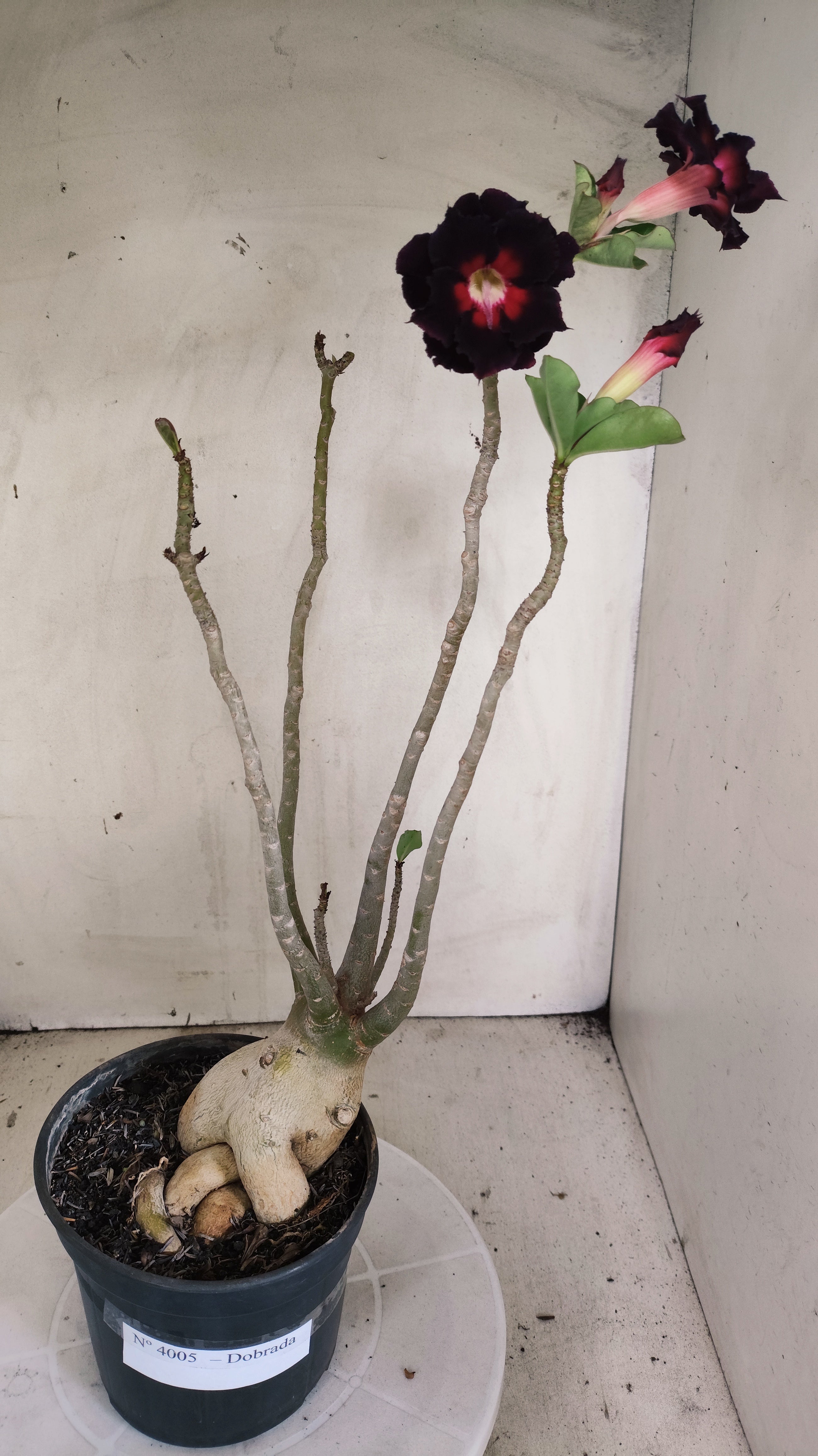 Planta Dobrada 4005 – 45cm – 03 anos - Vaso 15