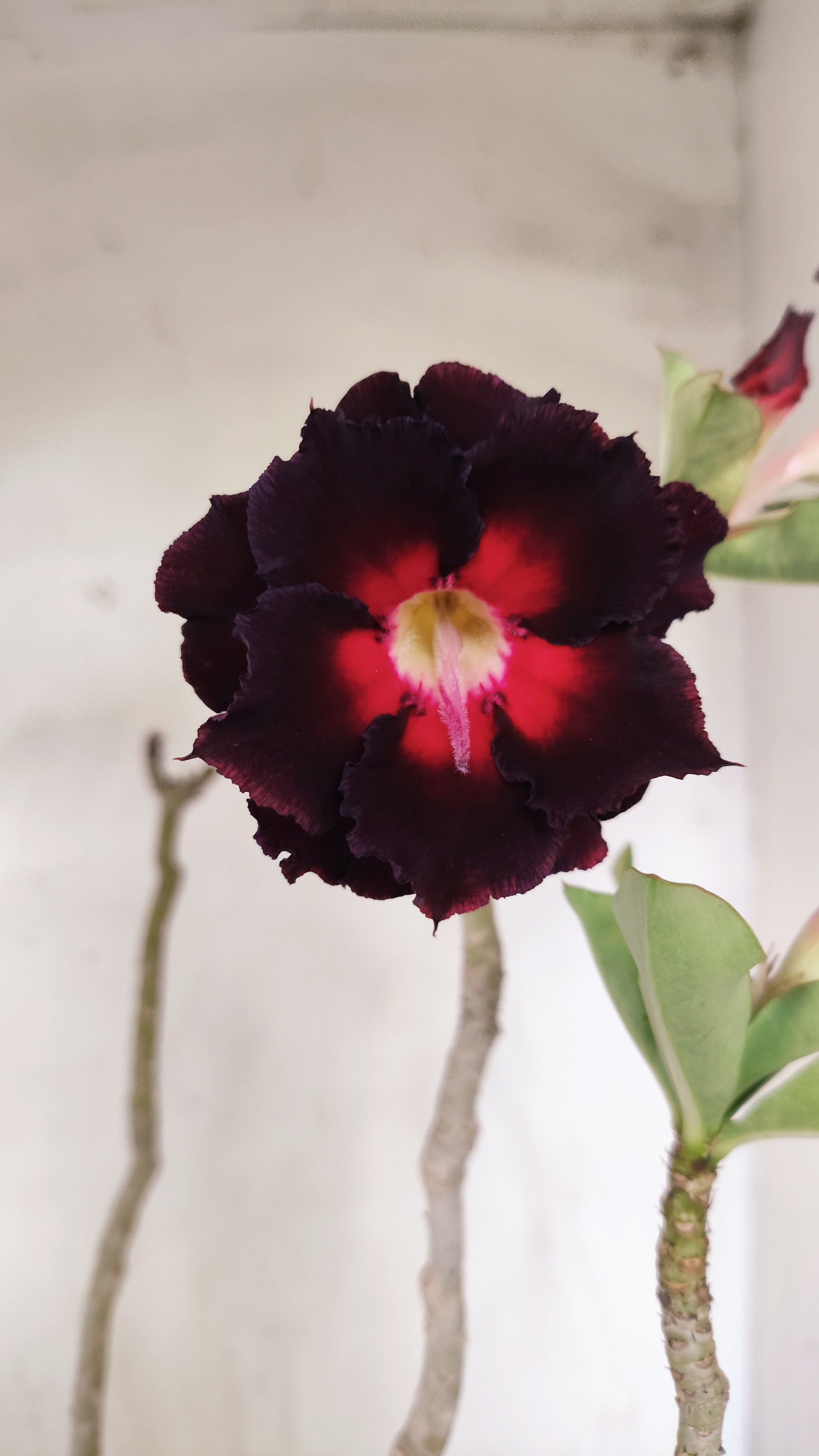 Planta Dobrada 4005 – 45cm – 03 anos - Vaso 15