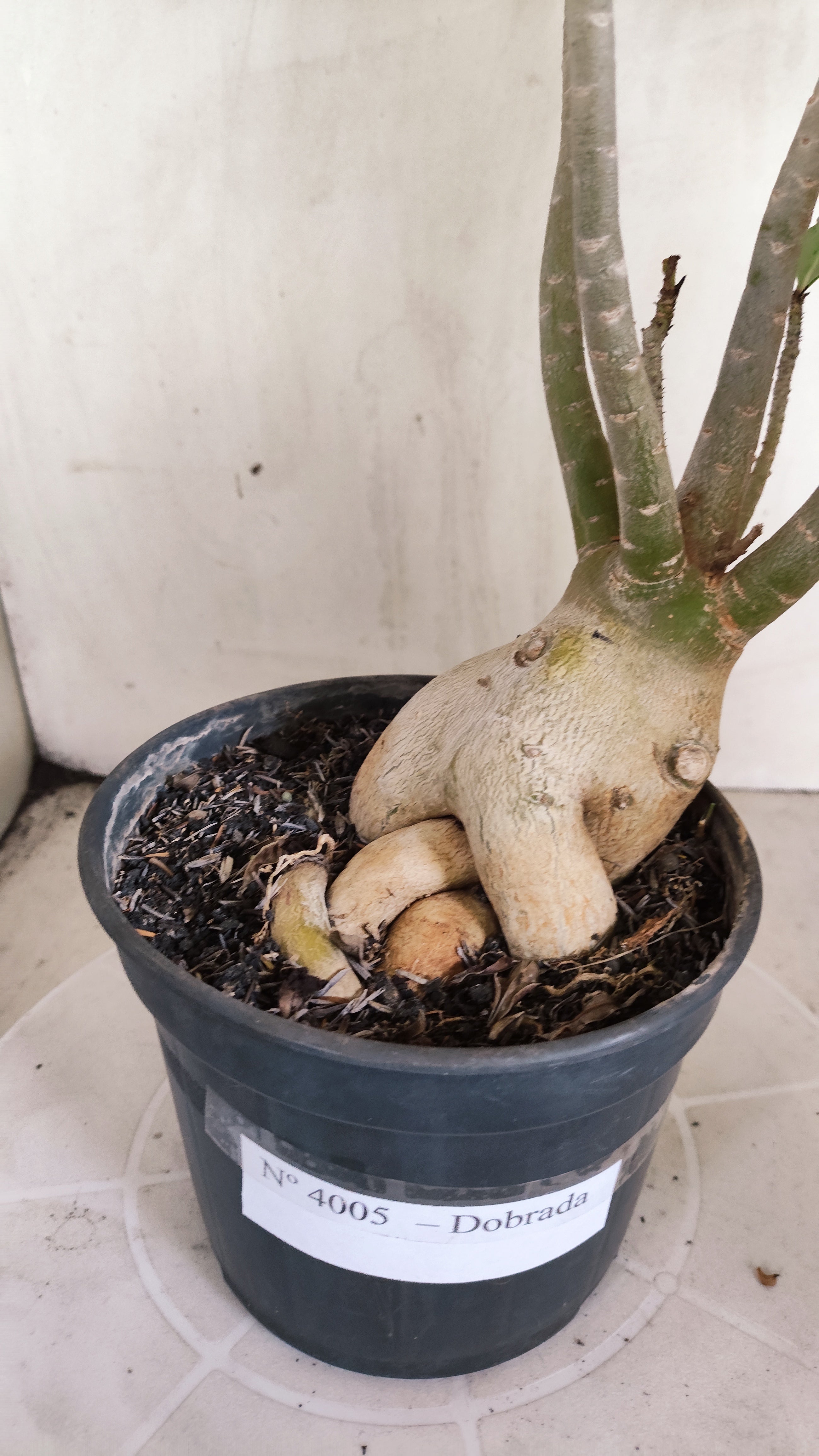 Planta Dobrada 4005 – 45cm – 03 anos - Vaso 15