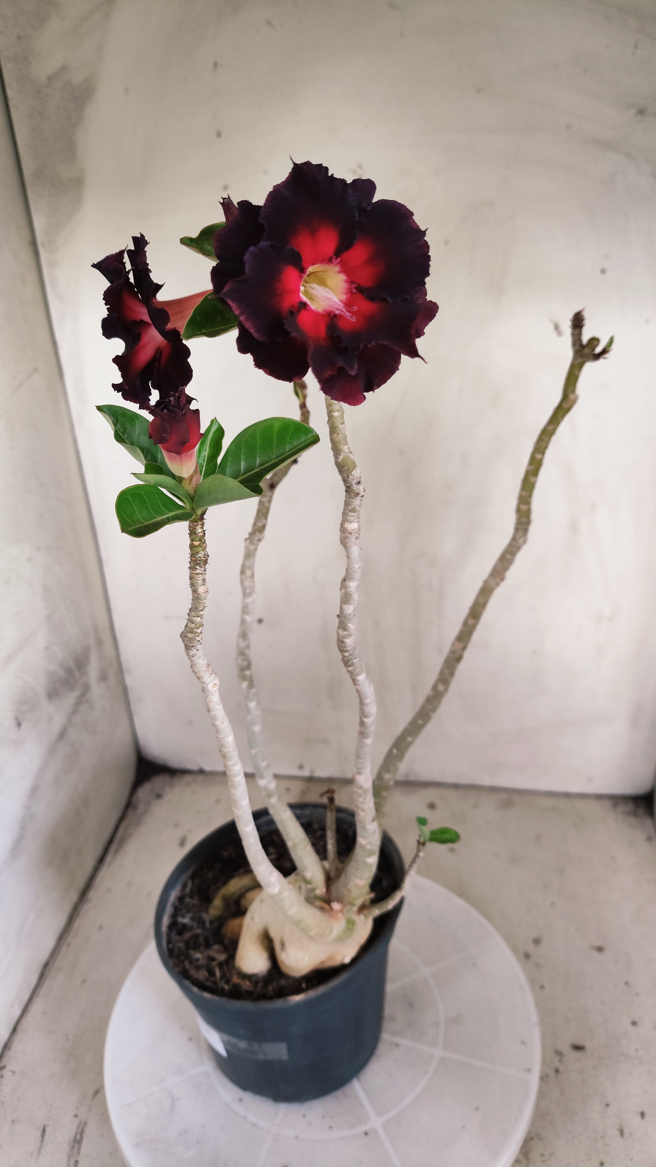 Planta Dobrada 4005 – 45cm – 03 anos - Vaso 15