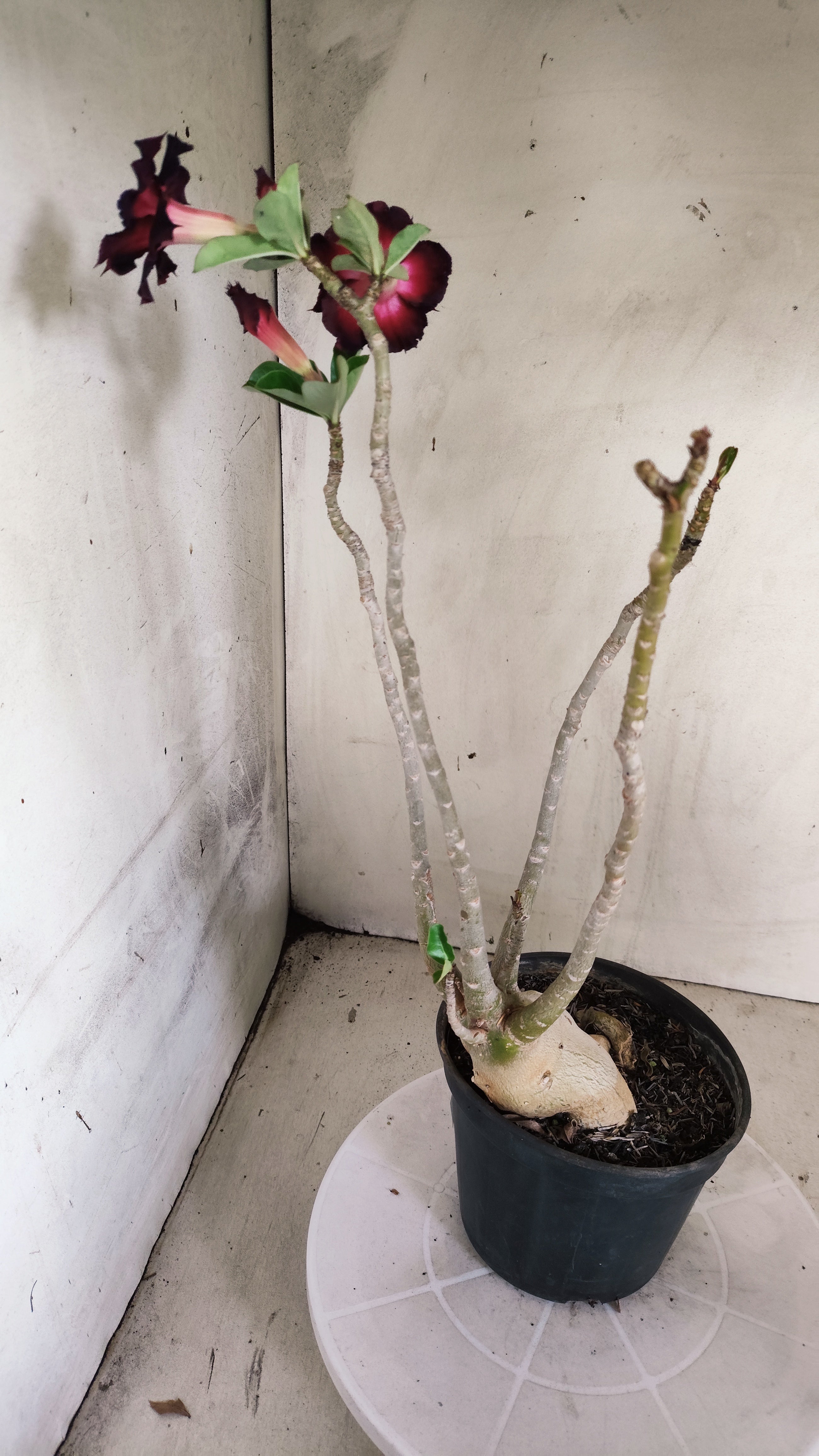 Planta Dobrada 4005 – 45cm – 03 anos - Vaso 15