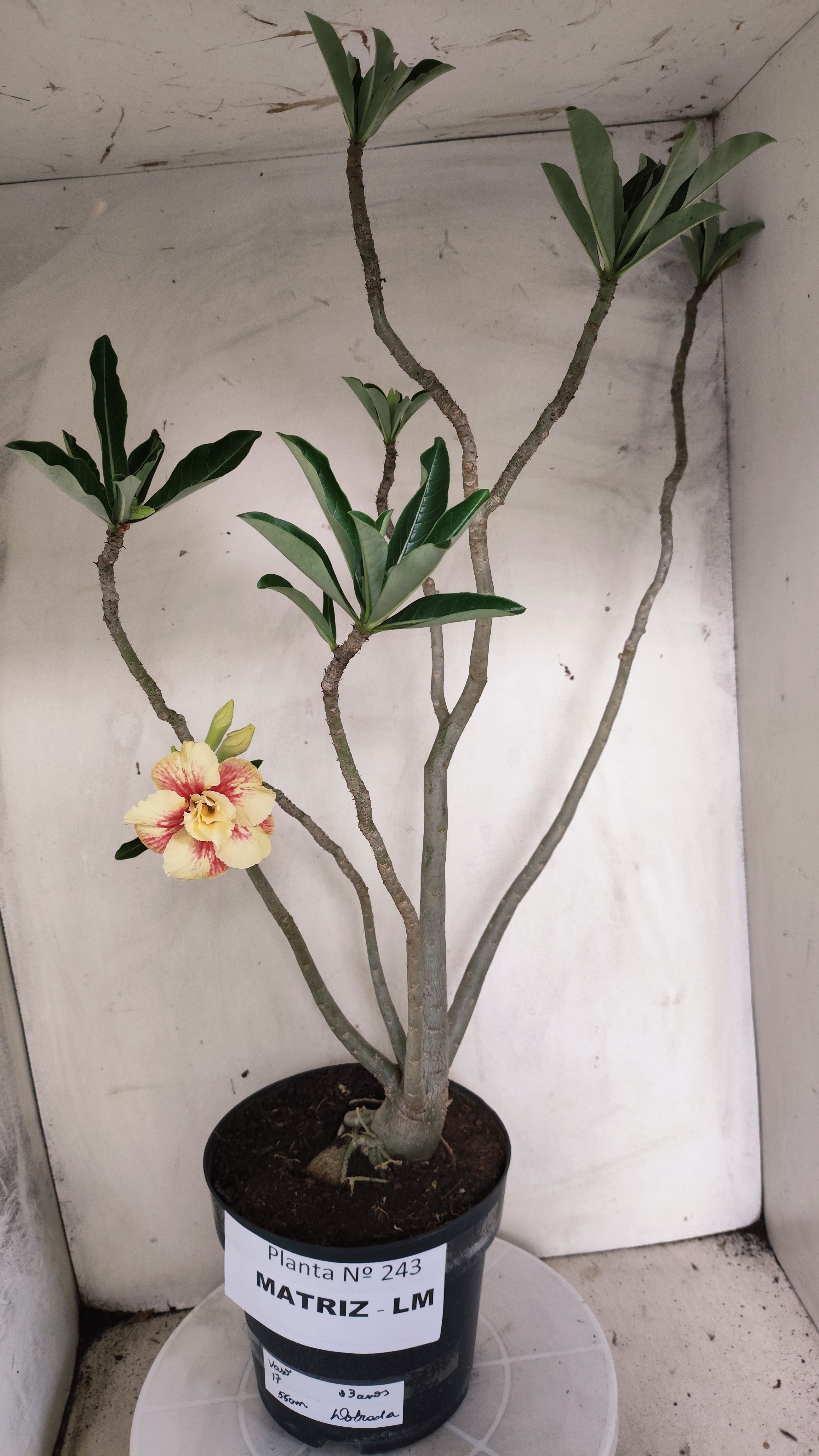 MATRIZ Planta Dobrada 243 –  35cm – 03 anos - Vaso 17