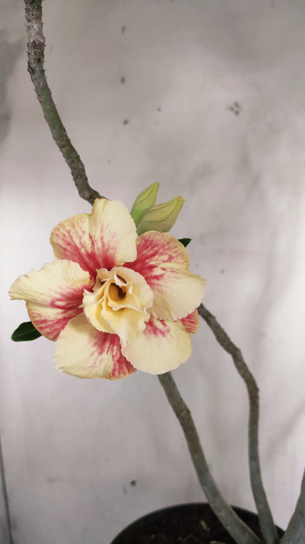 MATRIZ Planta Dobrada 243 –  35cm – 03 anos - Vaso 17