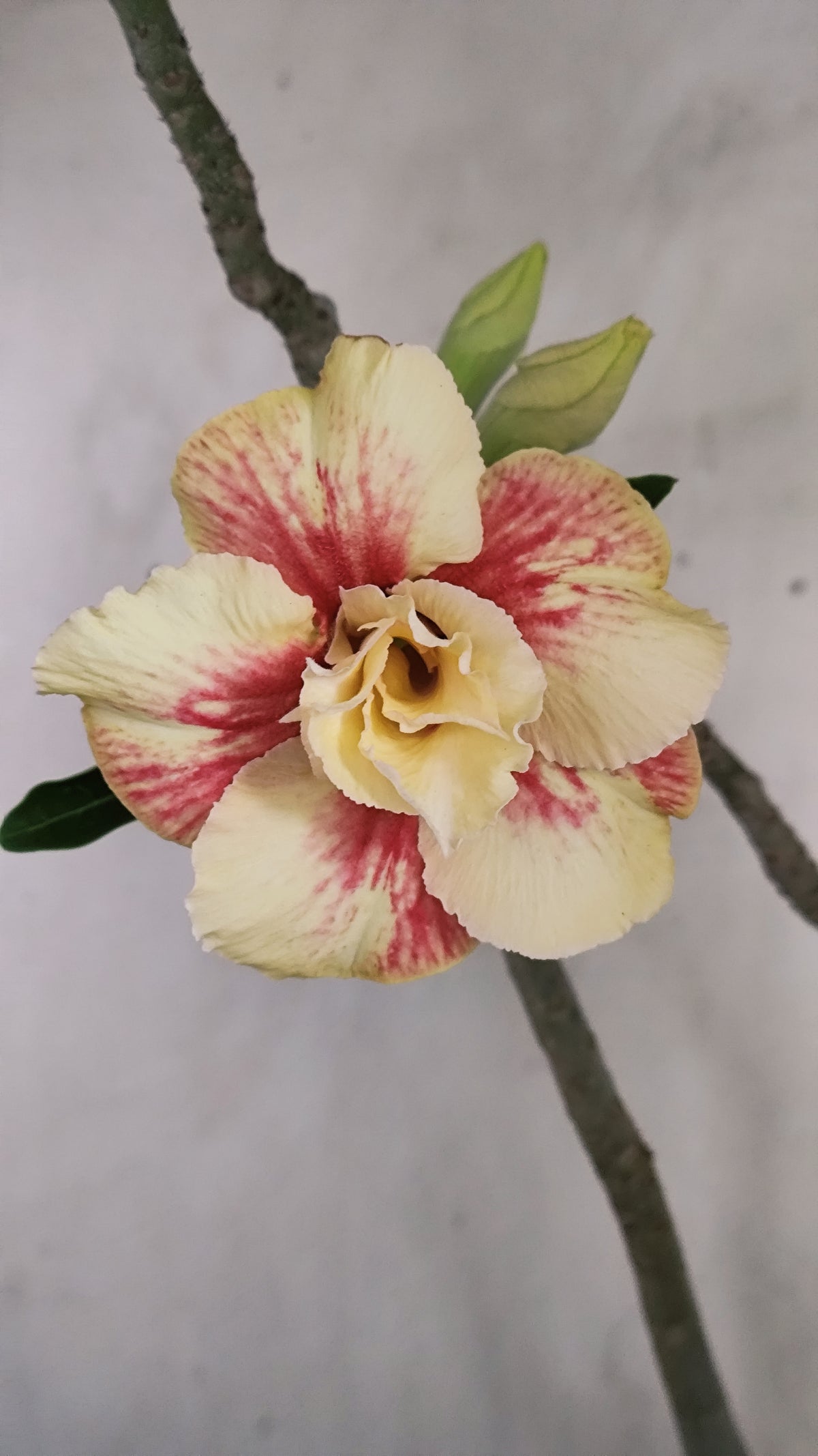 MATRIZ Planta Dobrada 243 –  35cm – 03 anos - Vaso 17