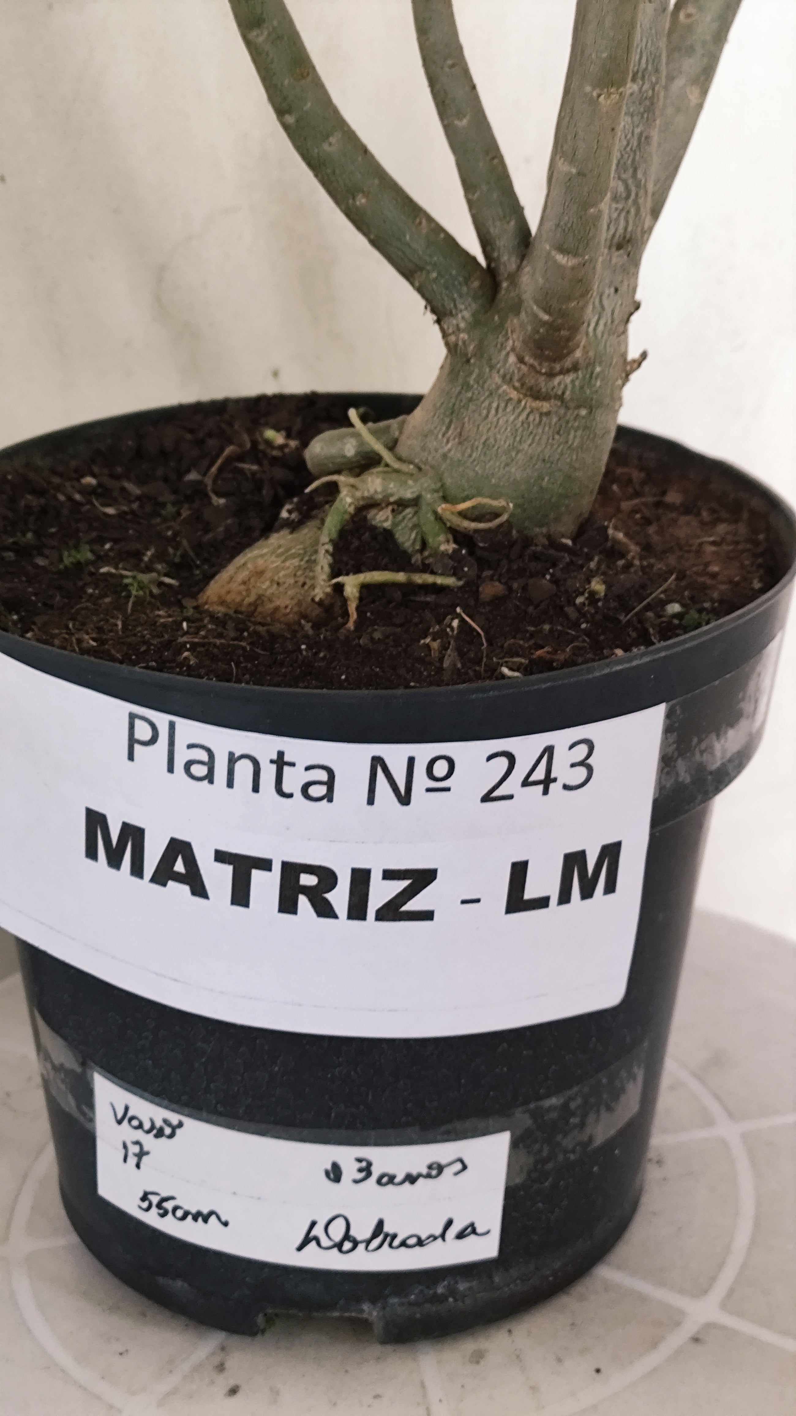 MATRIZ Planta Dobrada 243 –  35cm – 03 anos - Vaso 17