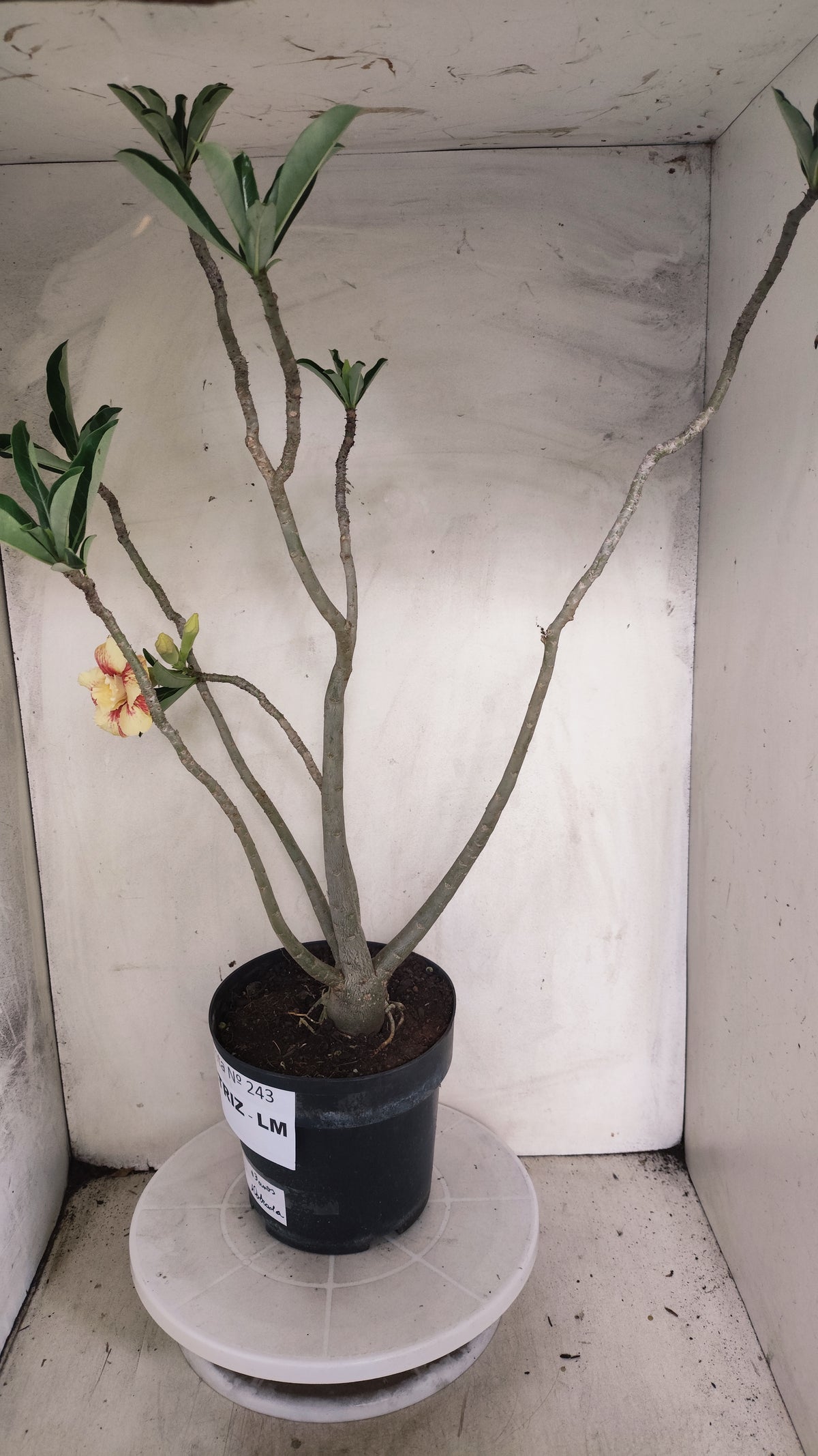 MATRIZ Planta Dobrada 243 –  35cm – 03 anos - Vaso 17