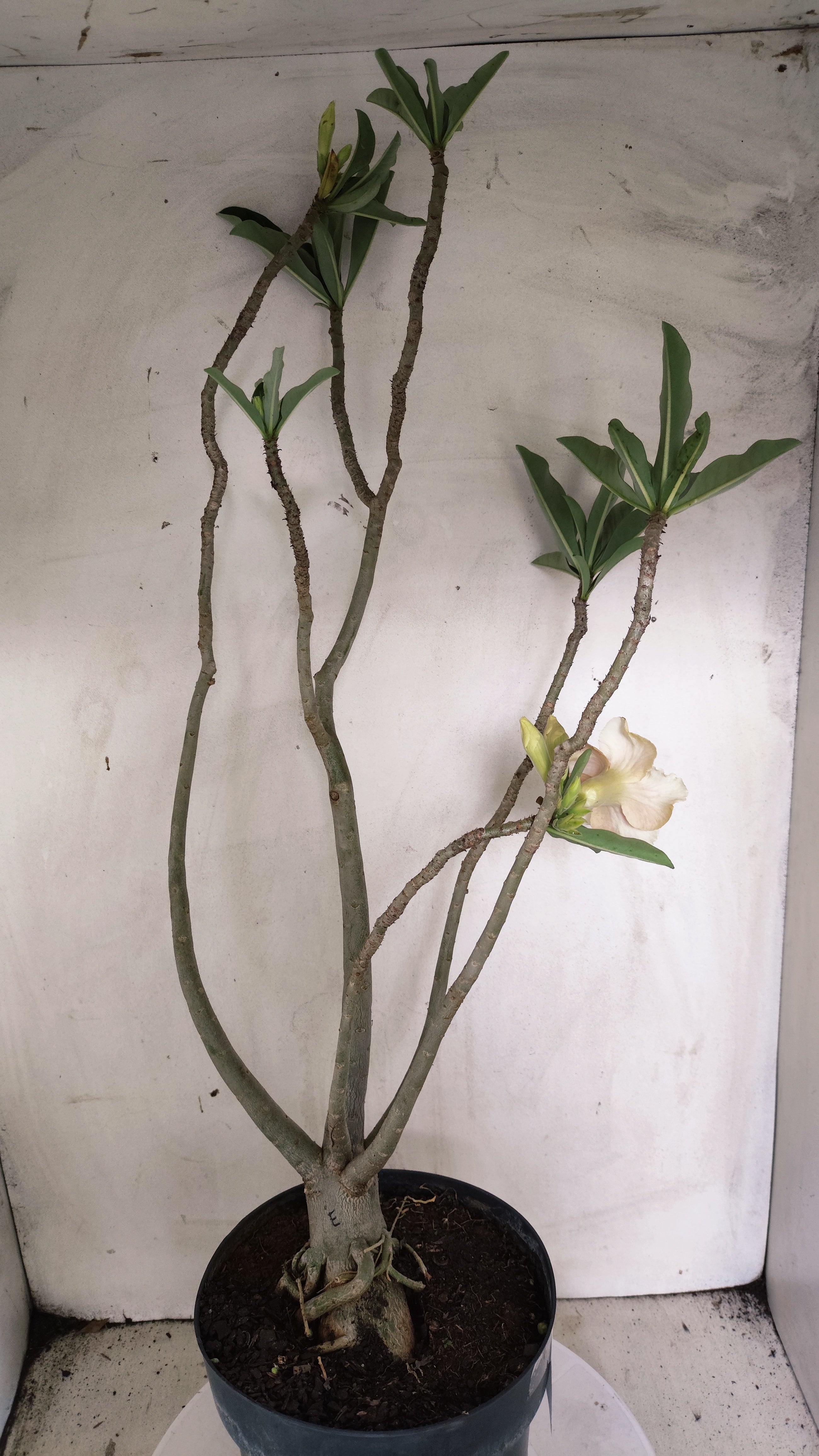 MATRIZ Planta Dobrada 243 –  35cm – 03 anos - Vaso 17