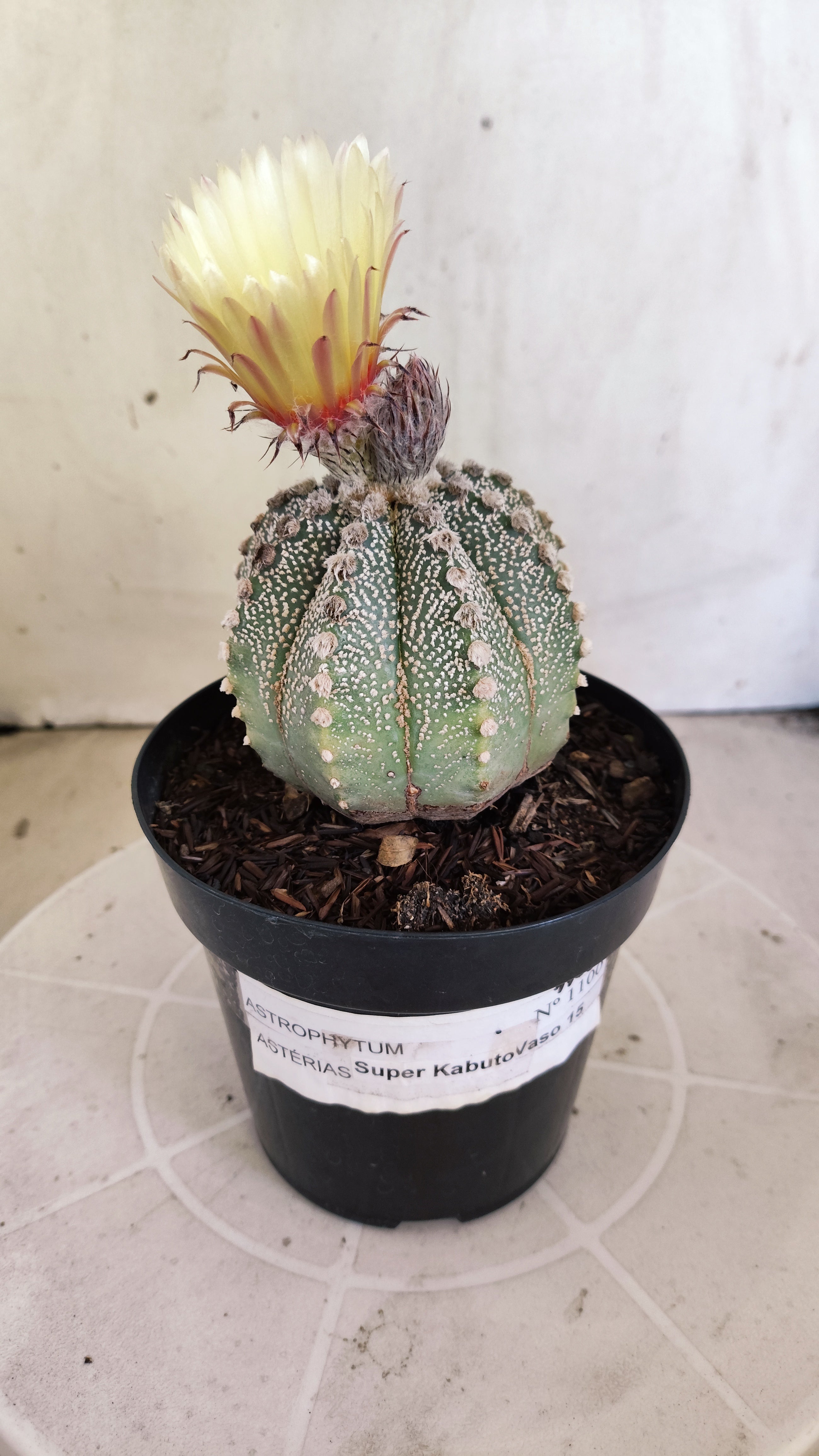 ASTROPHYTUM ASTERIAS SUPER KABUTO Nº 1100 – vaso 15