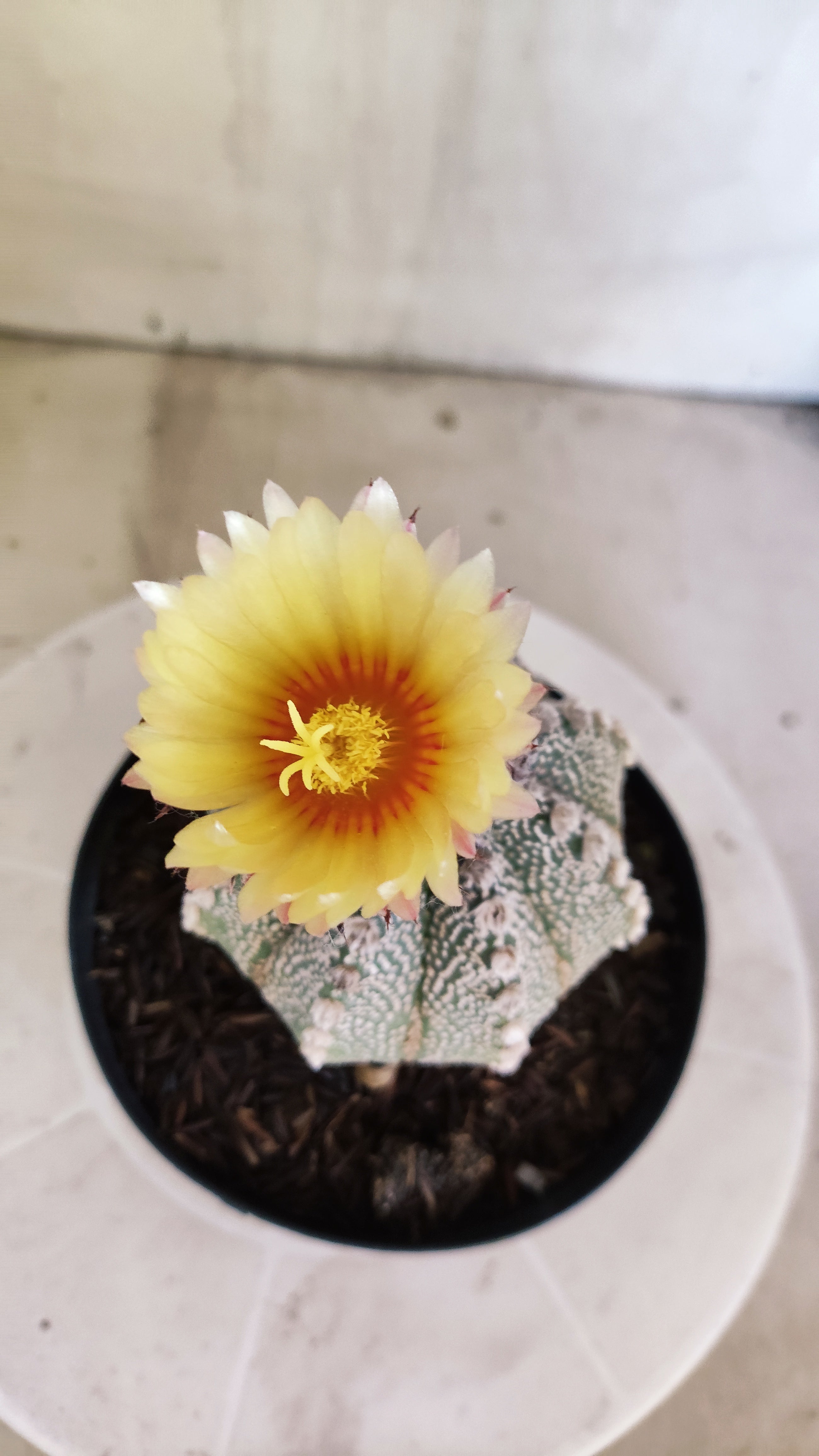 ASTROPHYTUM ASTERIAS SUPER KABUTO Nº 1100 – vaso 15