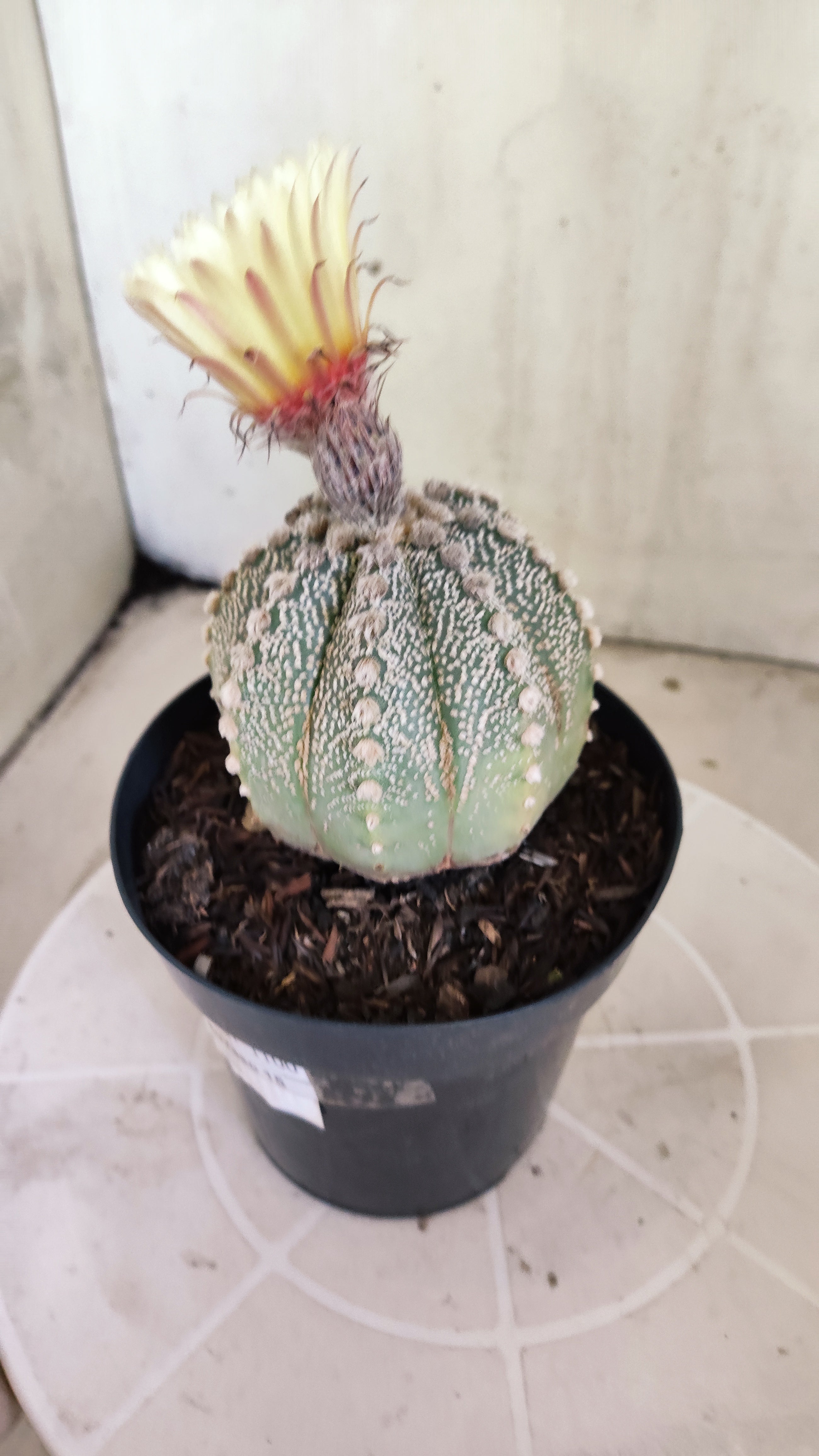 ASTROPHYTUM ASTERIAS SUPER KABUTO Nº 1100 – vaso 15