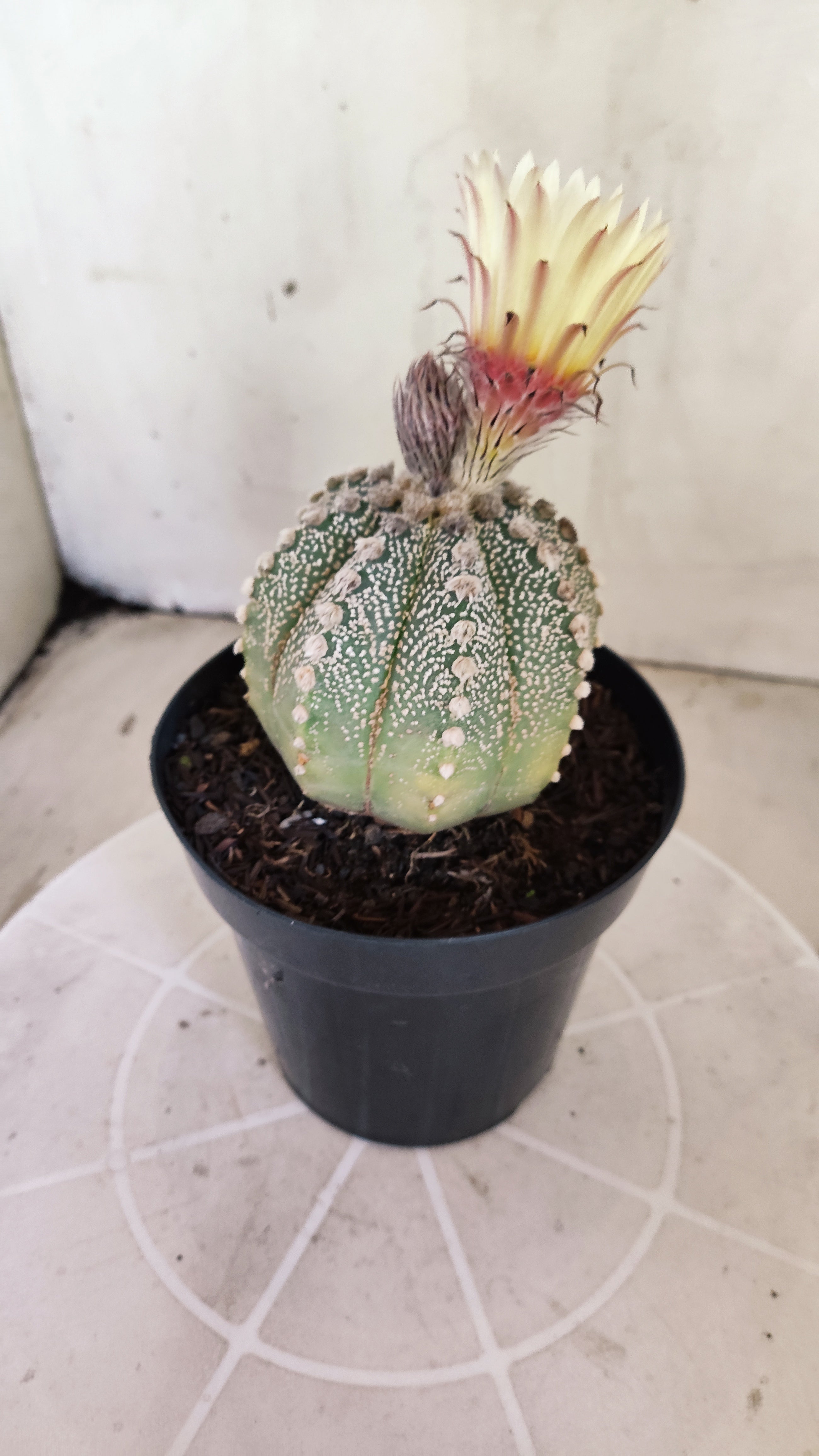 ASTROPHYTUM ASTERIAS SUPER KABUTO Nº 1100 – vaso 15