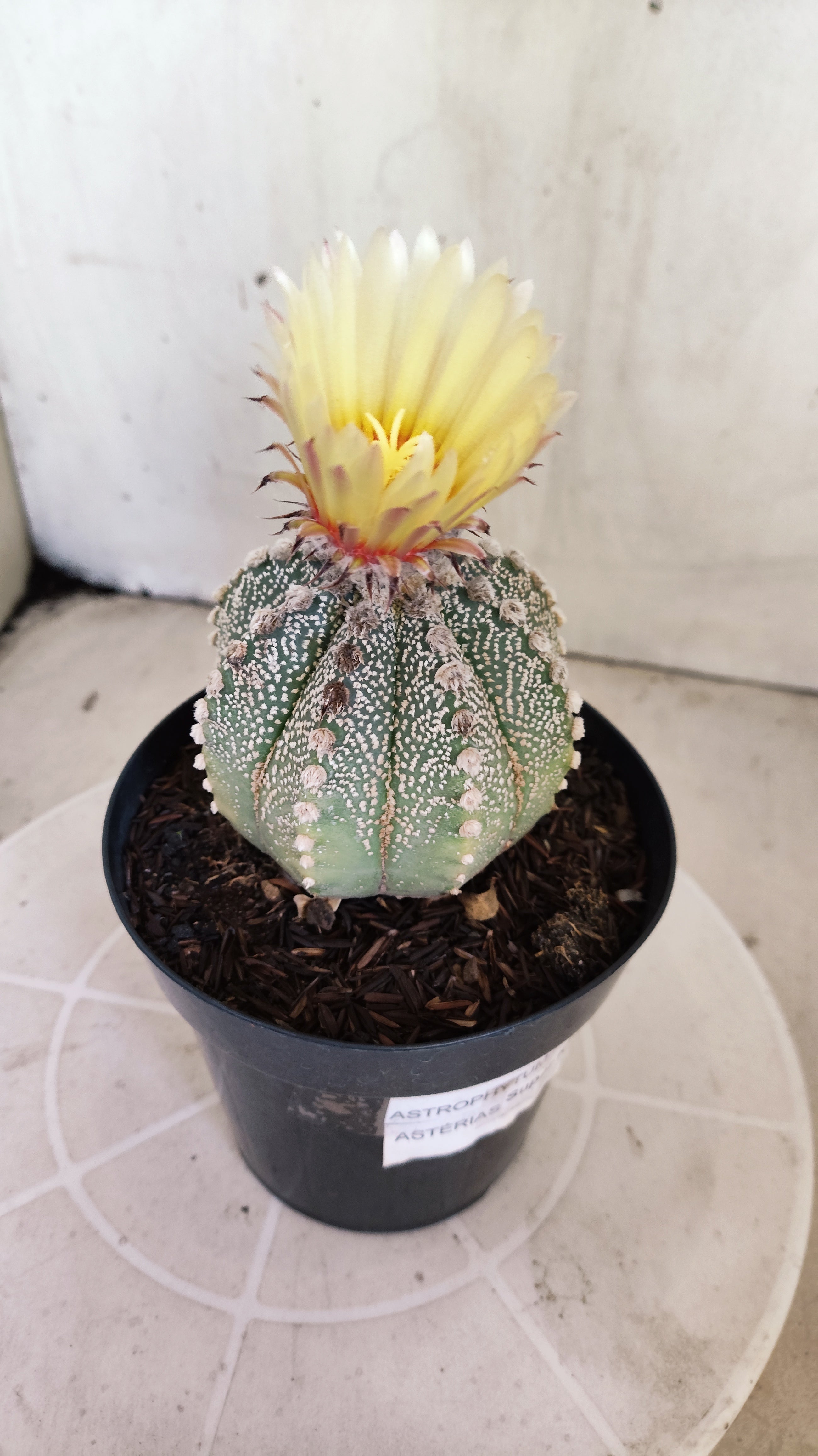 ASTROPHYTUM ASTERIAS SUPER KABUTO Nº 1100 – vaso 15