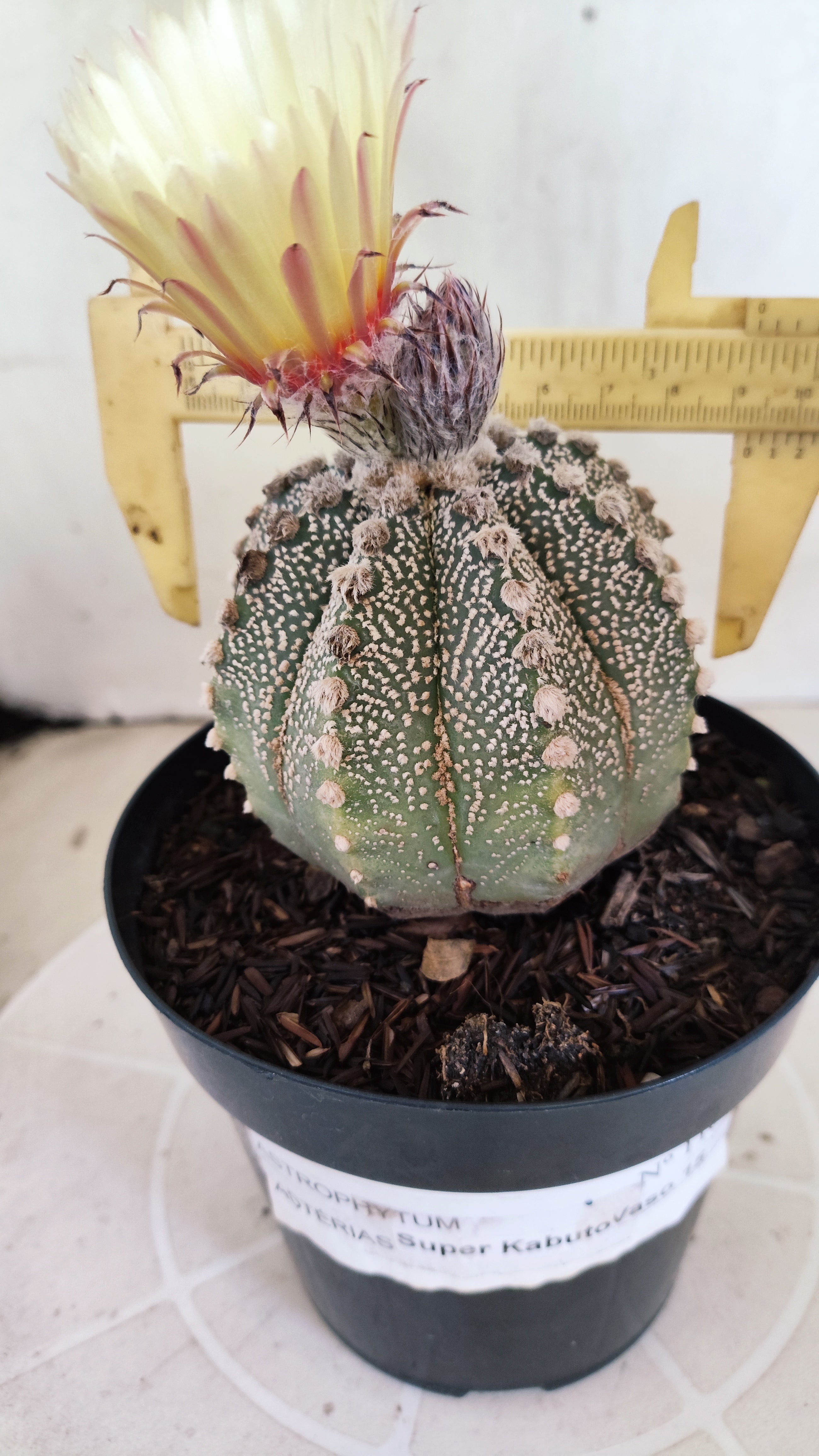 ASTROPHYTUM ASTERIAS SUPER KABUTO Nº 1100 – vaso 15