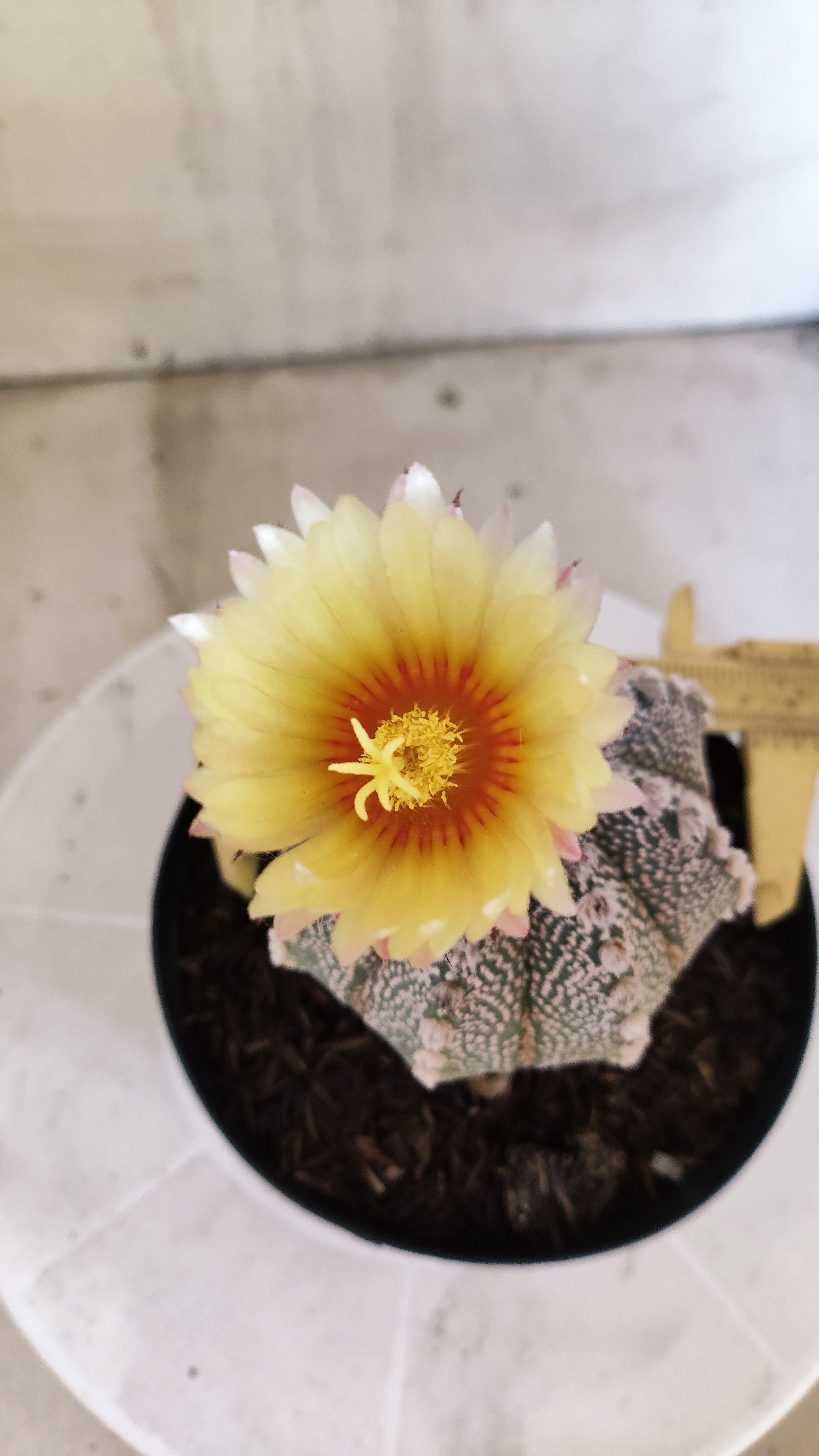 ASTROPHYTUM ASTERIAS SUPER KABUTO Nº 1100 – vaso 15
