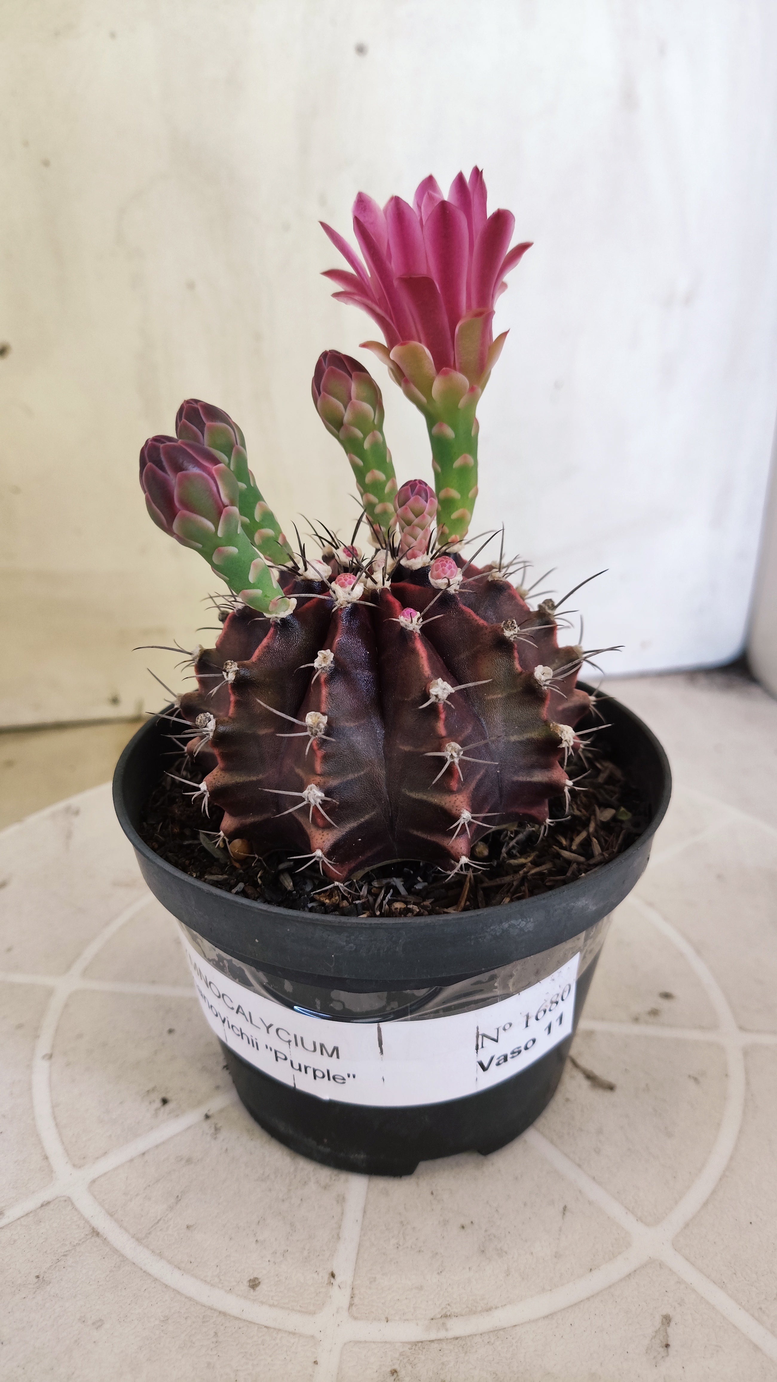 GYMNOCALYCIUM Mihanovichii Purple Nº 1680 – vaso 11