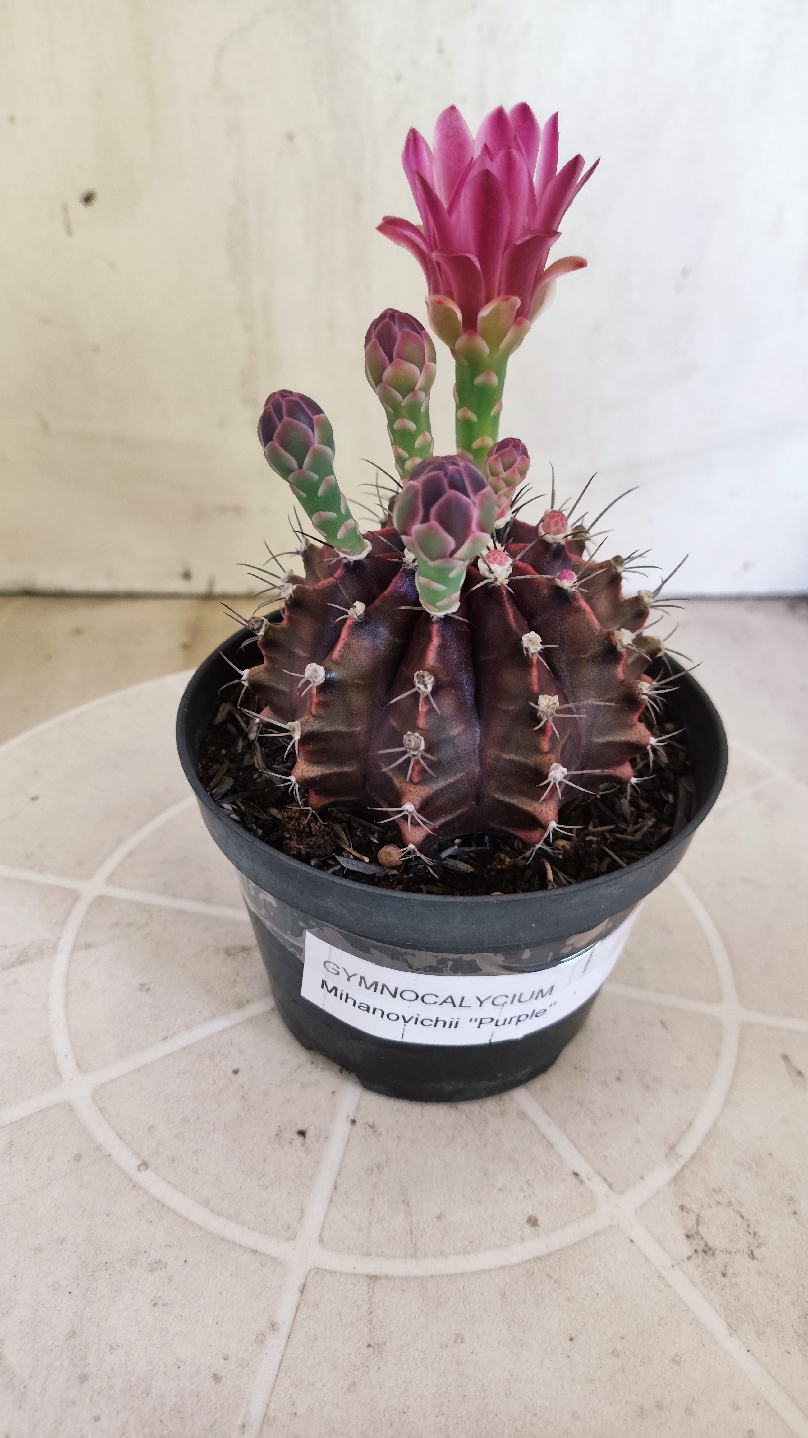 GYMNOCALYCIUM Mihanovichii Purple Nº 1680 – vaso 11