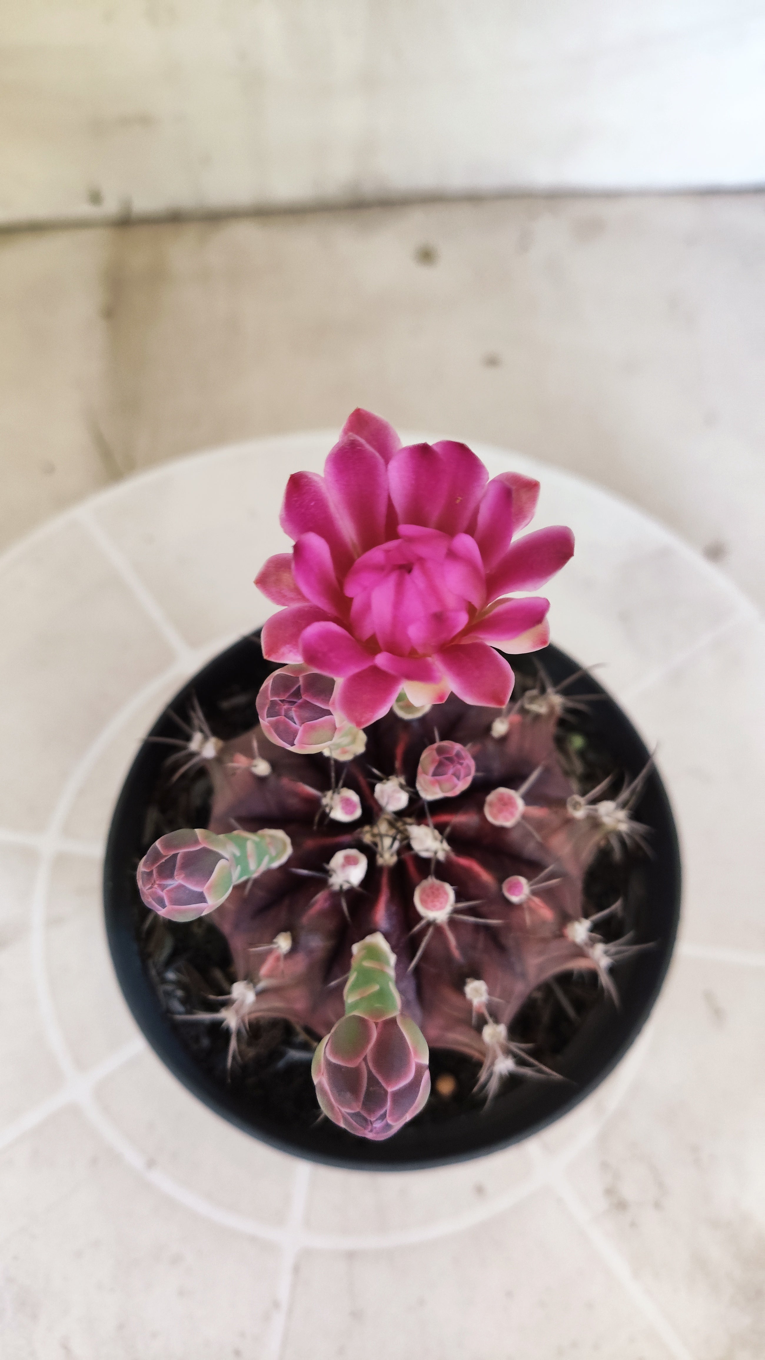 GYMNOCALYCIUM Mihanovichii Purple Nº 1680 – vaso 11