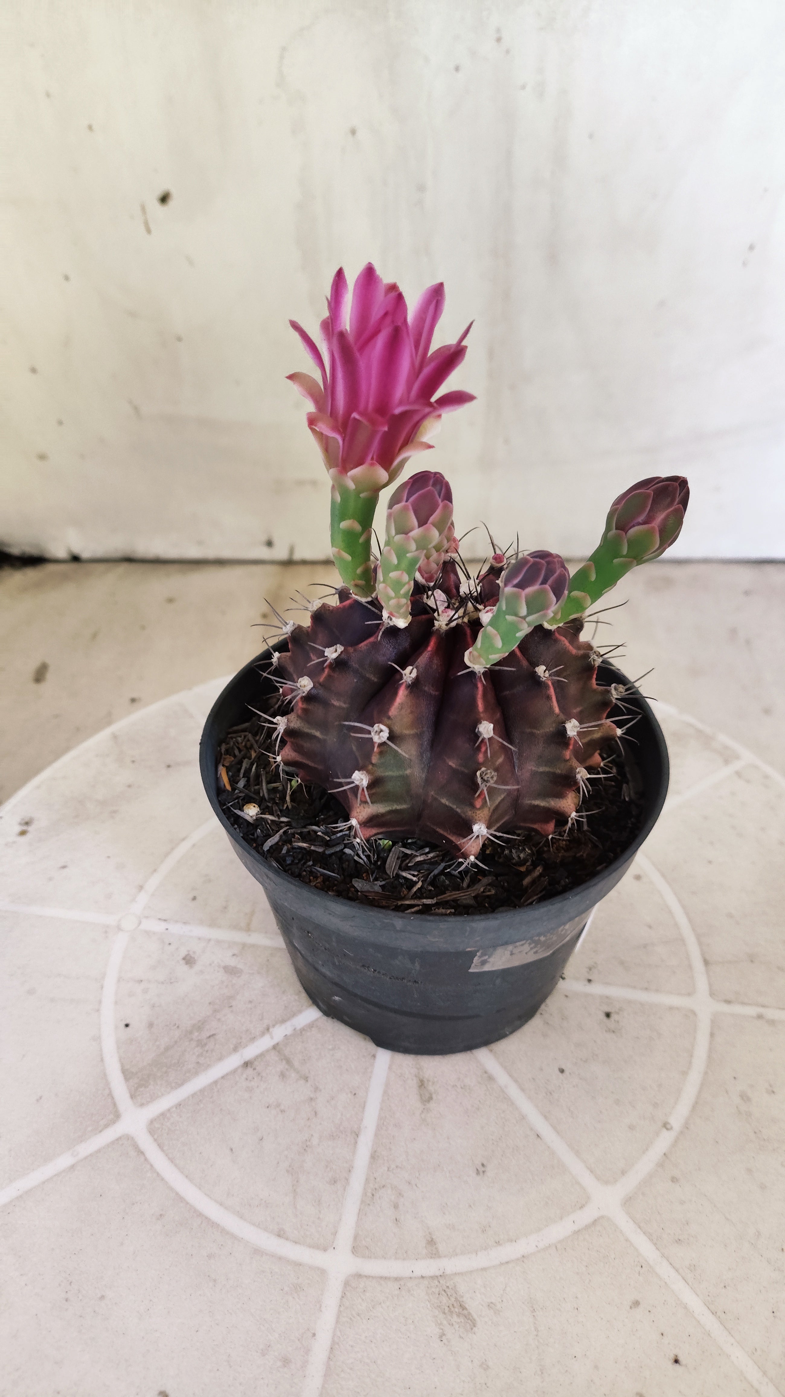 GYMNOCALYCIUM Mihanovichii Purple Nº 1680 – vaso 11