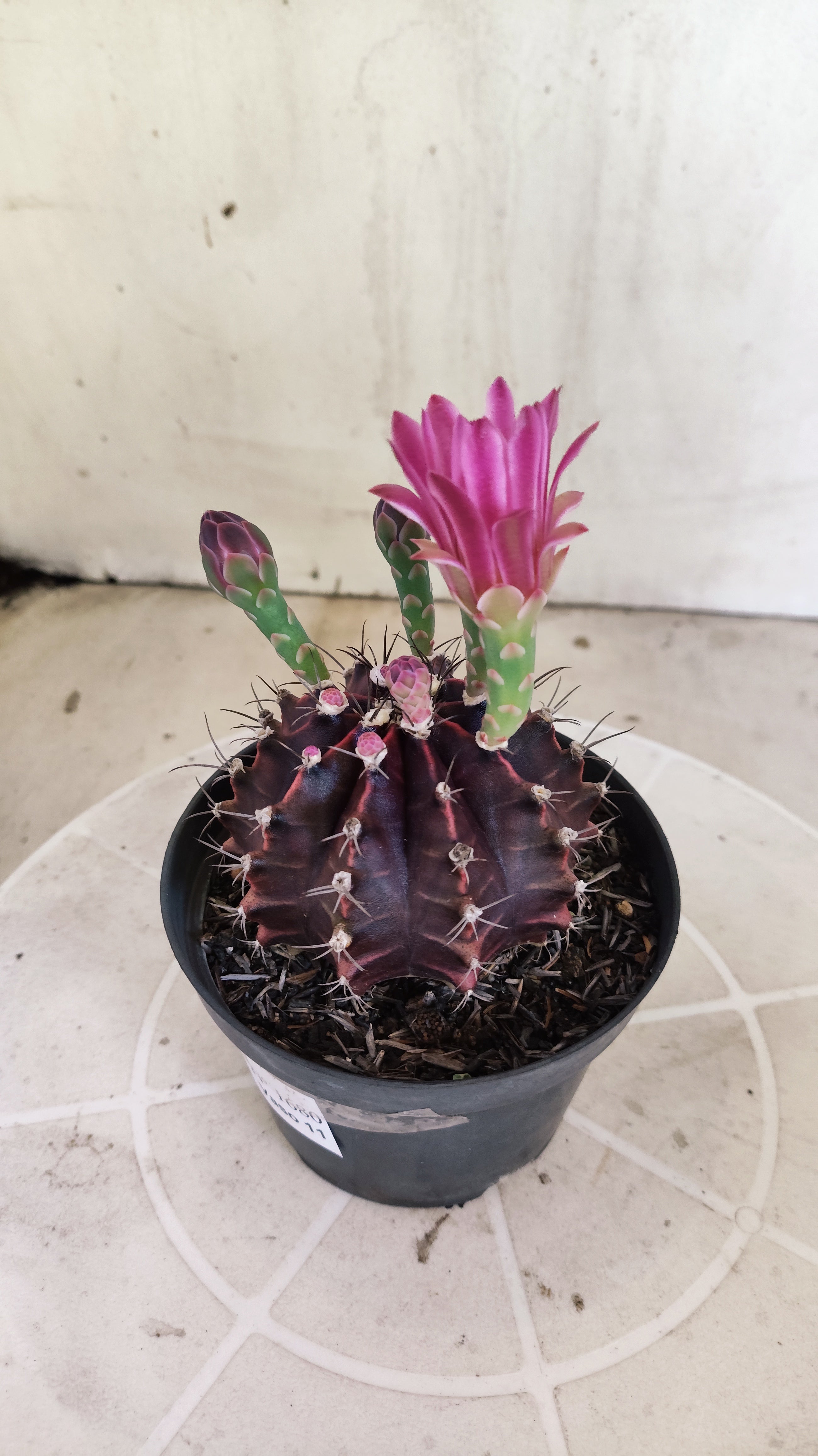 GYMNOCALYCIUM Mihanovichii Purple Nº 1680 – vaso 11