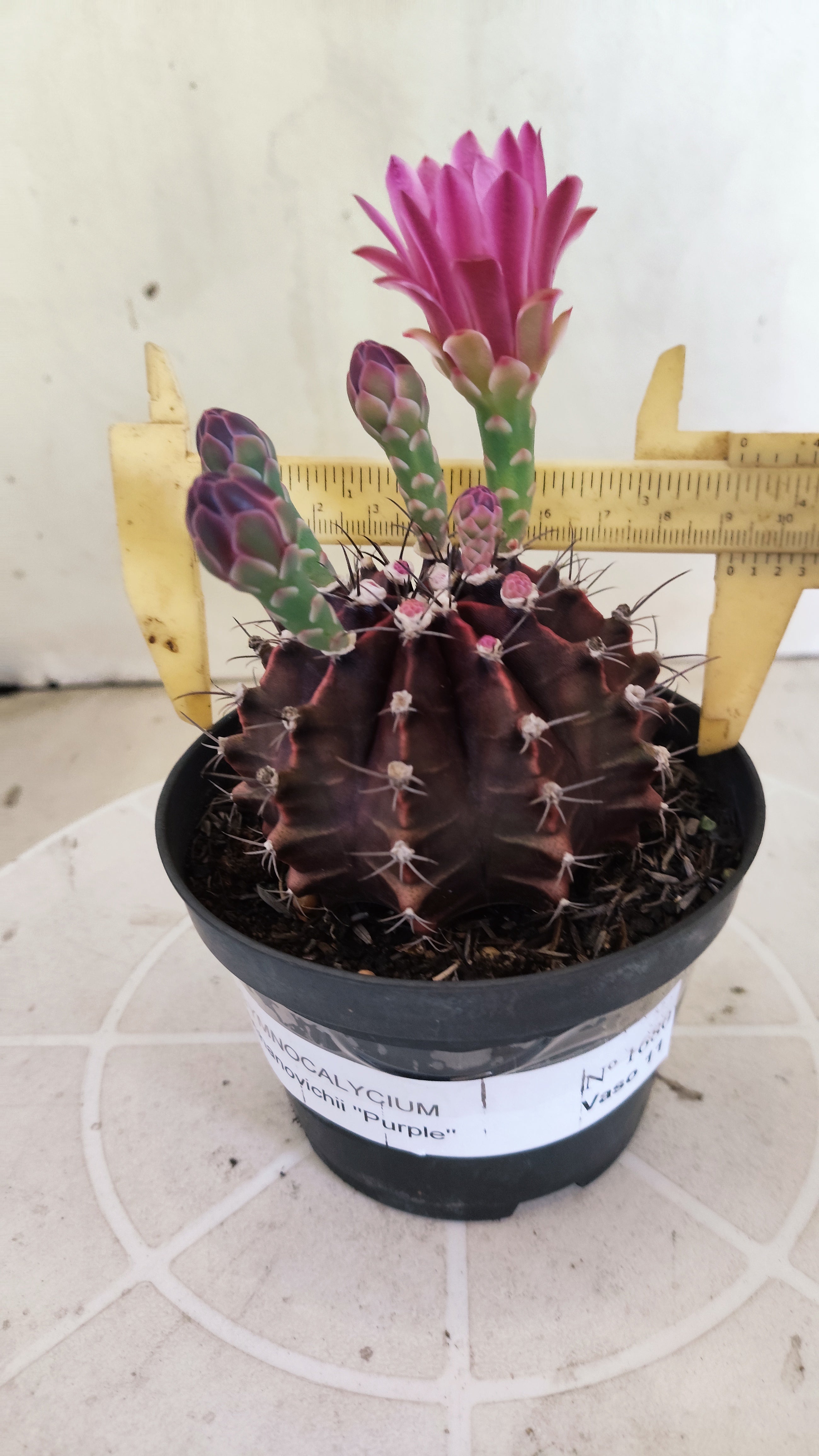 GYMNOCALYCIUM Mihanovichii Purple Nº 1680 – vaso 11