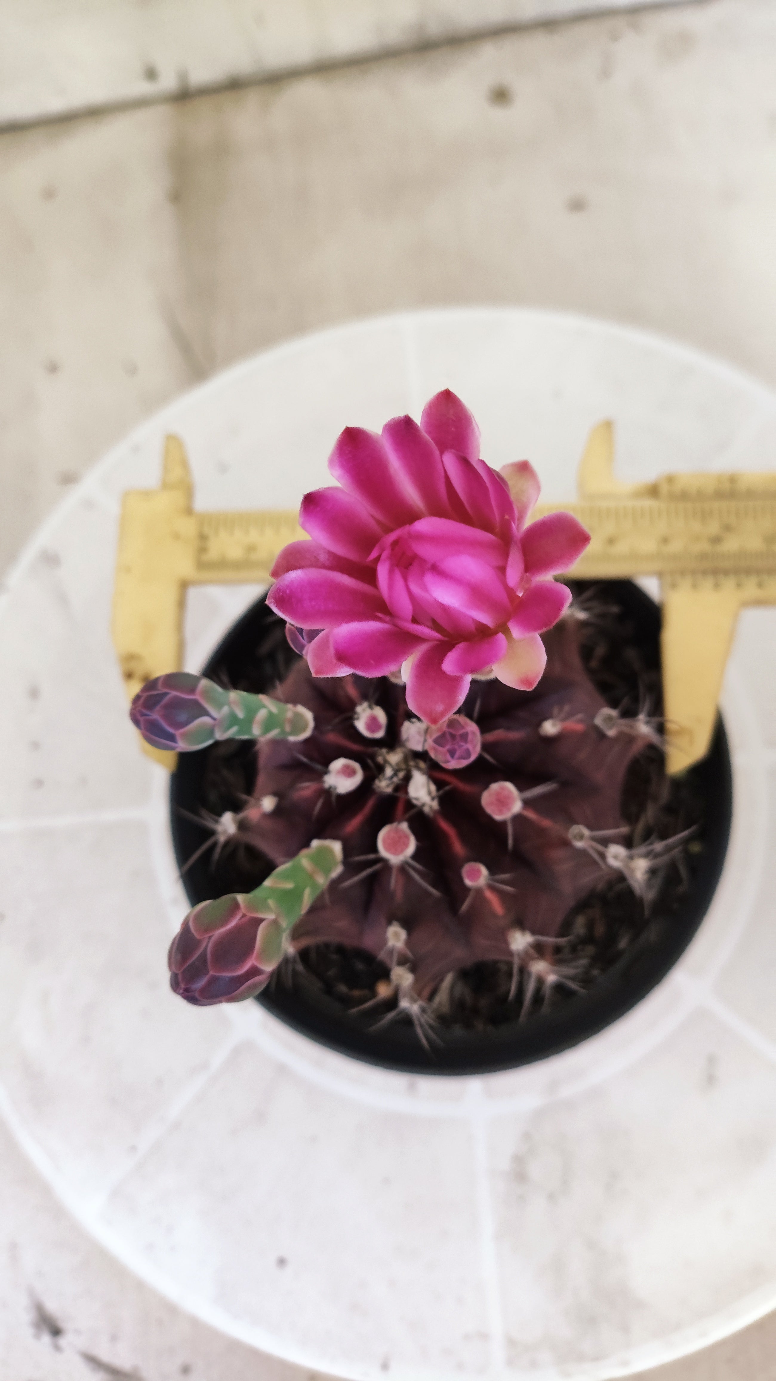 GYMNOCALYCIUM Mihanovichii Purple Nº 1680 – vaso 11
