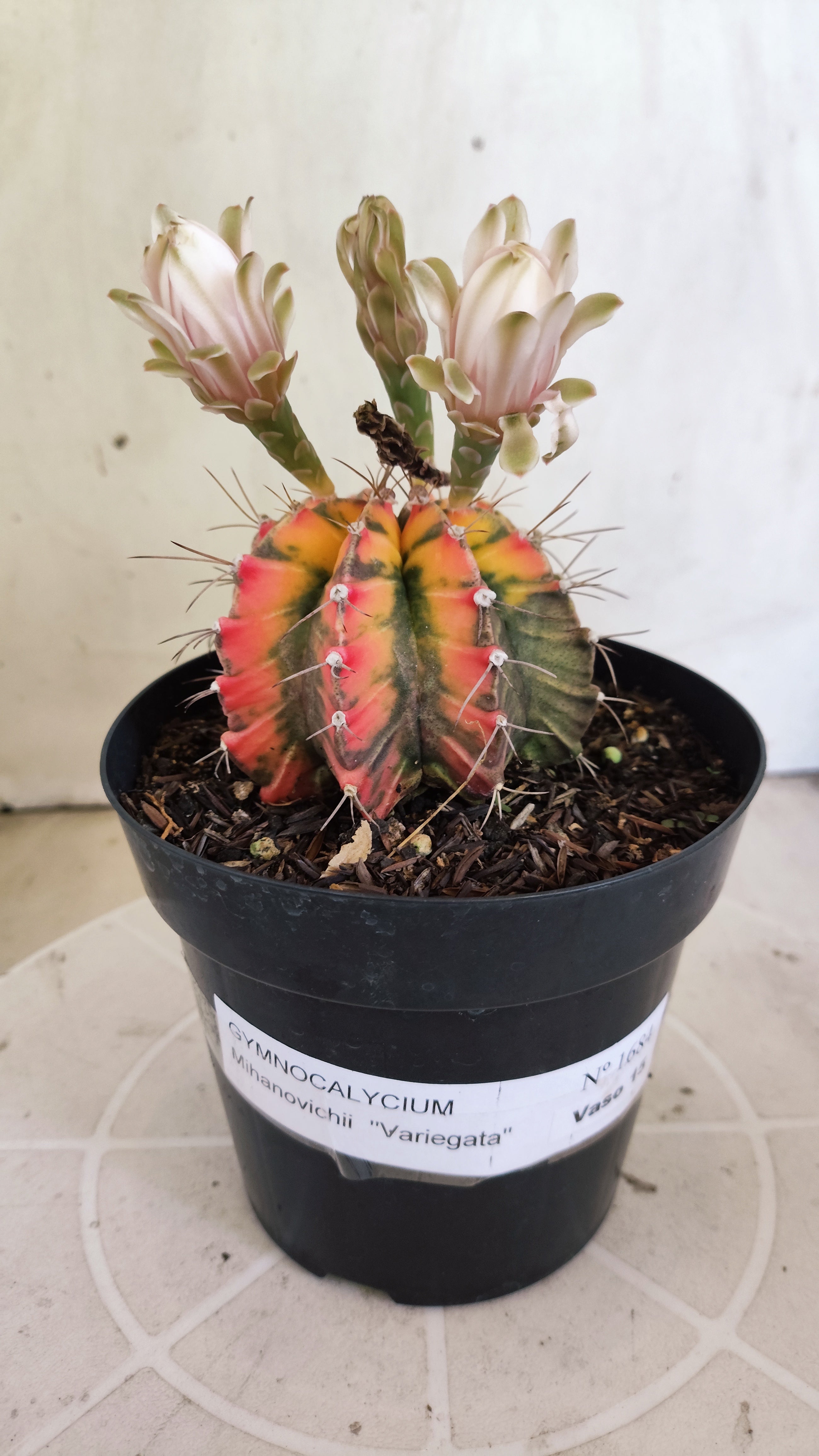 GYMNOCALYCIUM Mihanovichii Variegata Nº 1684 – vaso 15