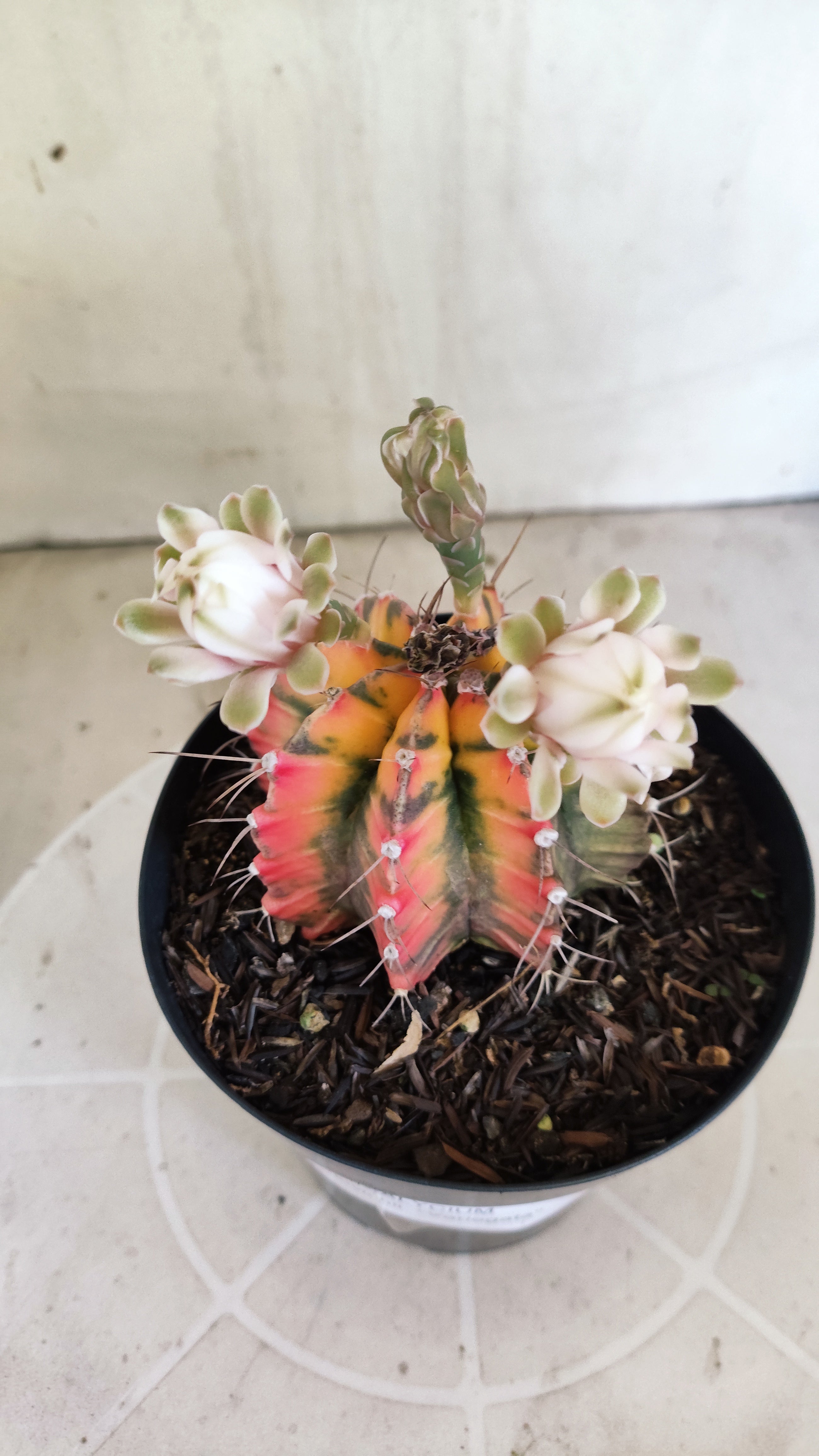 GYMNOCALYCIUM Mihanovichii Variegata Nº 1684 – vaso 15