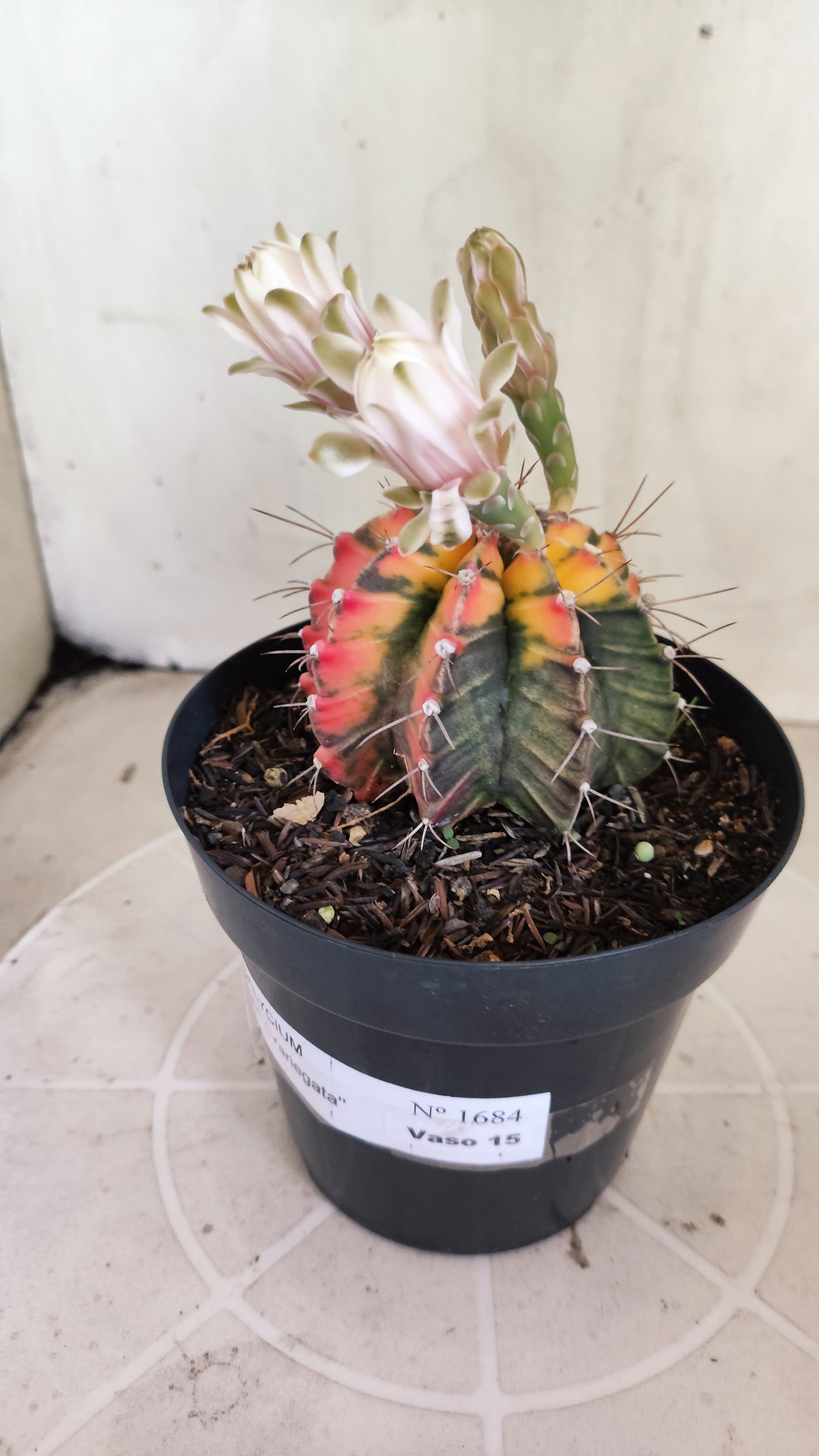GYMNOCALYCIUM Mihanovichii Variegata Nº 1684 – vaso 15
