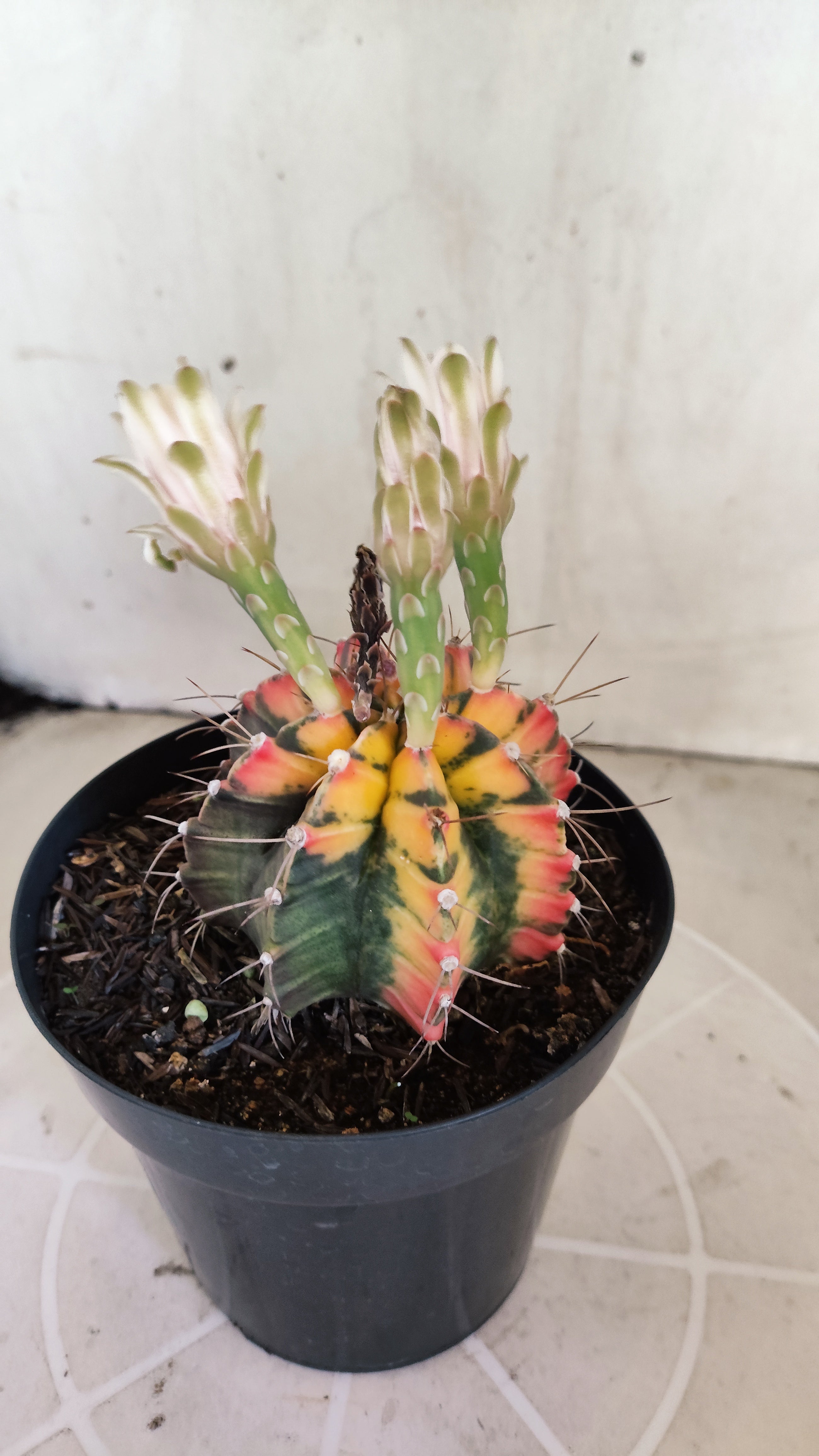 GYMNOCALYCIUM Mihanovichii Variegata Nº 1684 – vaso 15