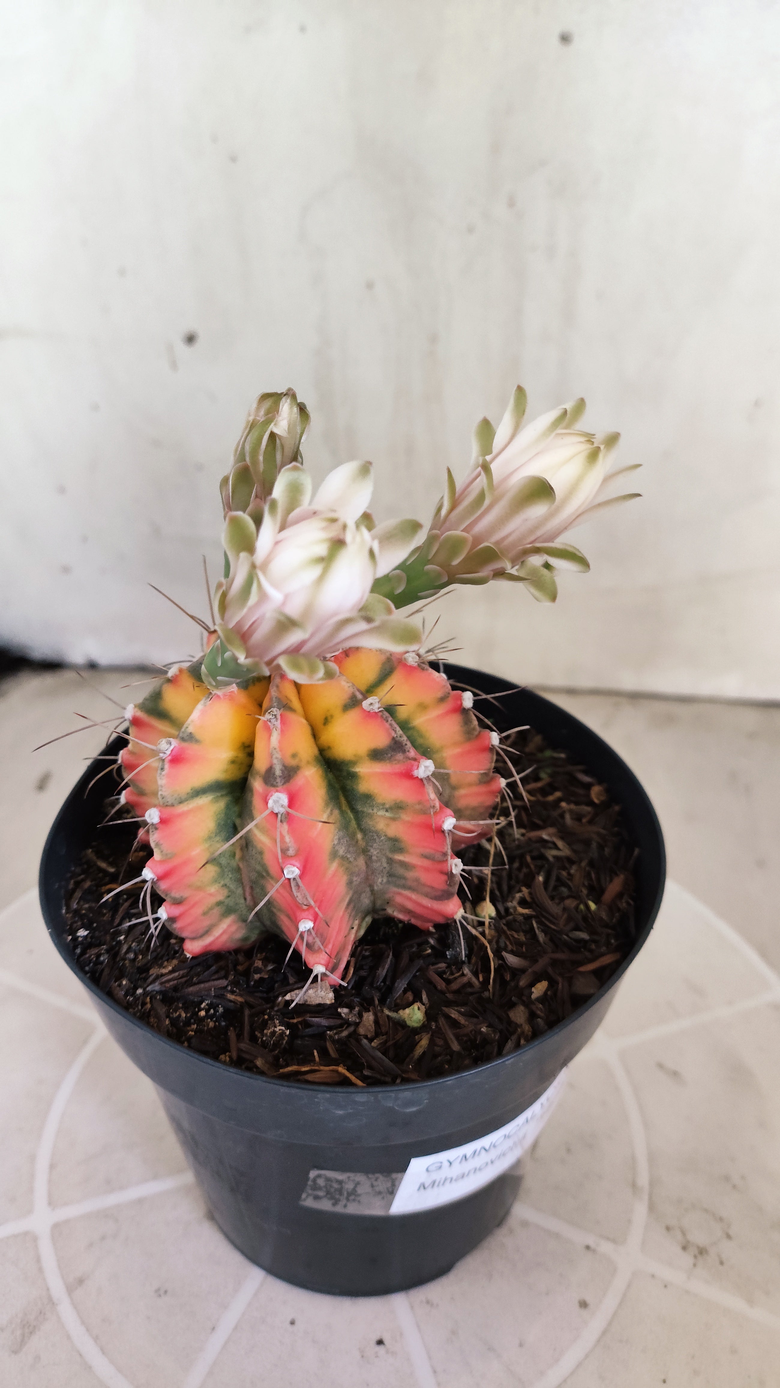 GYMNOCALYCIUM Mihanovichii Variegata Nº 1684 – vaso 15