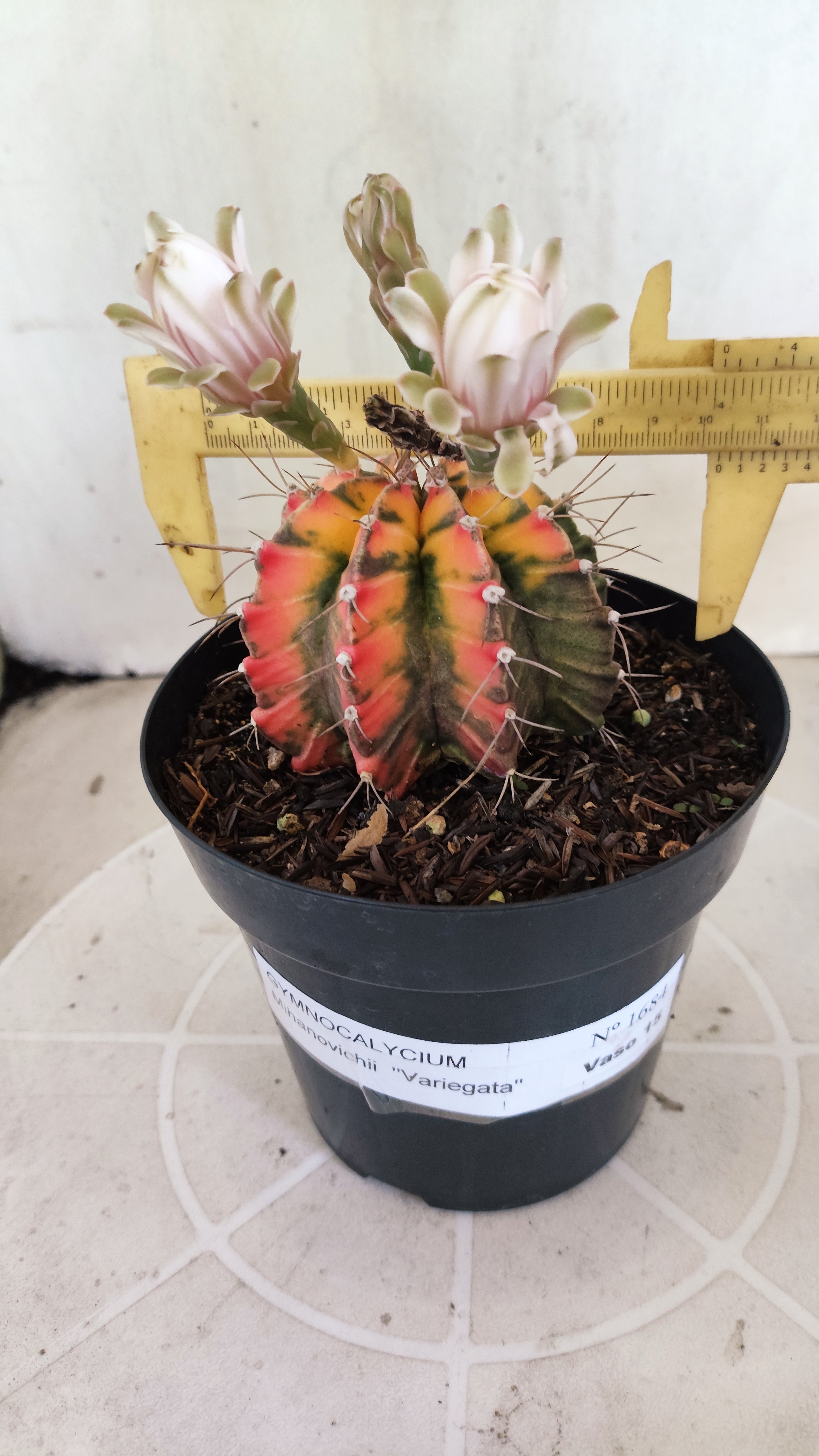 GYMNOCALYCIUM Mihanovichii Variegata Nº 1684 – vaso 15