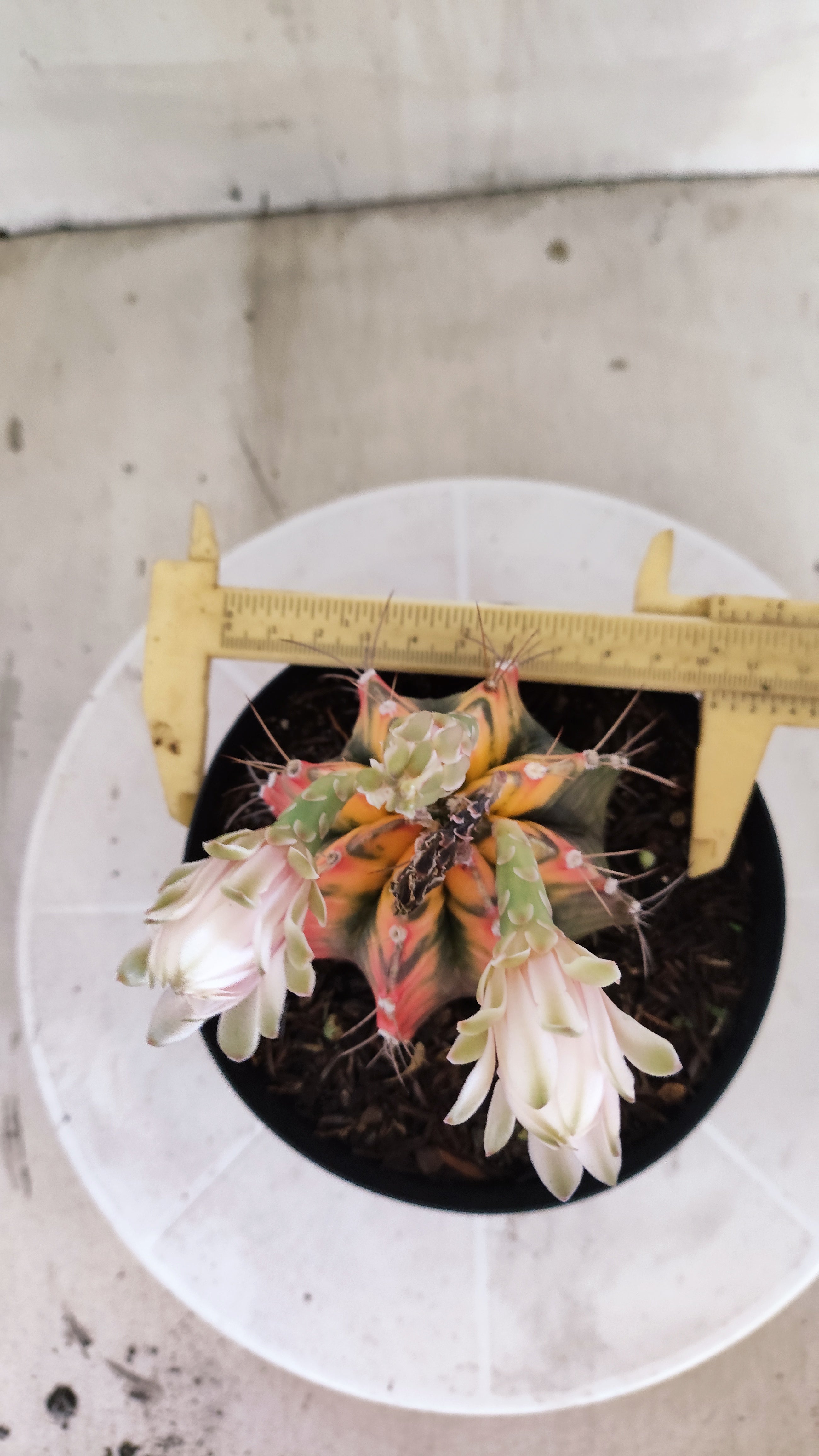 GYMNOCALYCIUM Mihanovichii Variegata Nº 1684 – vaso 15