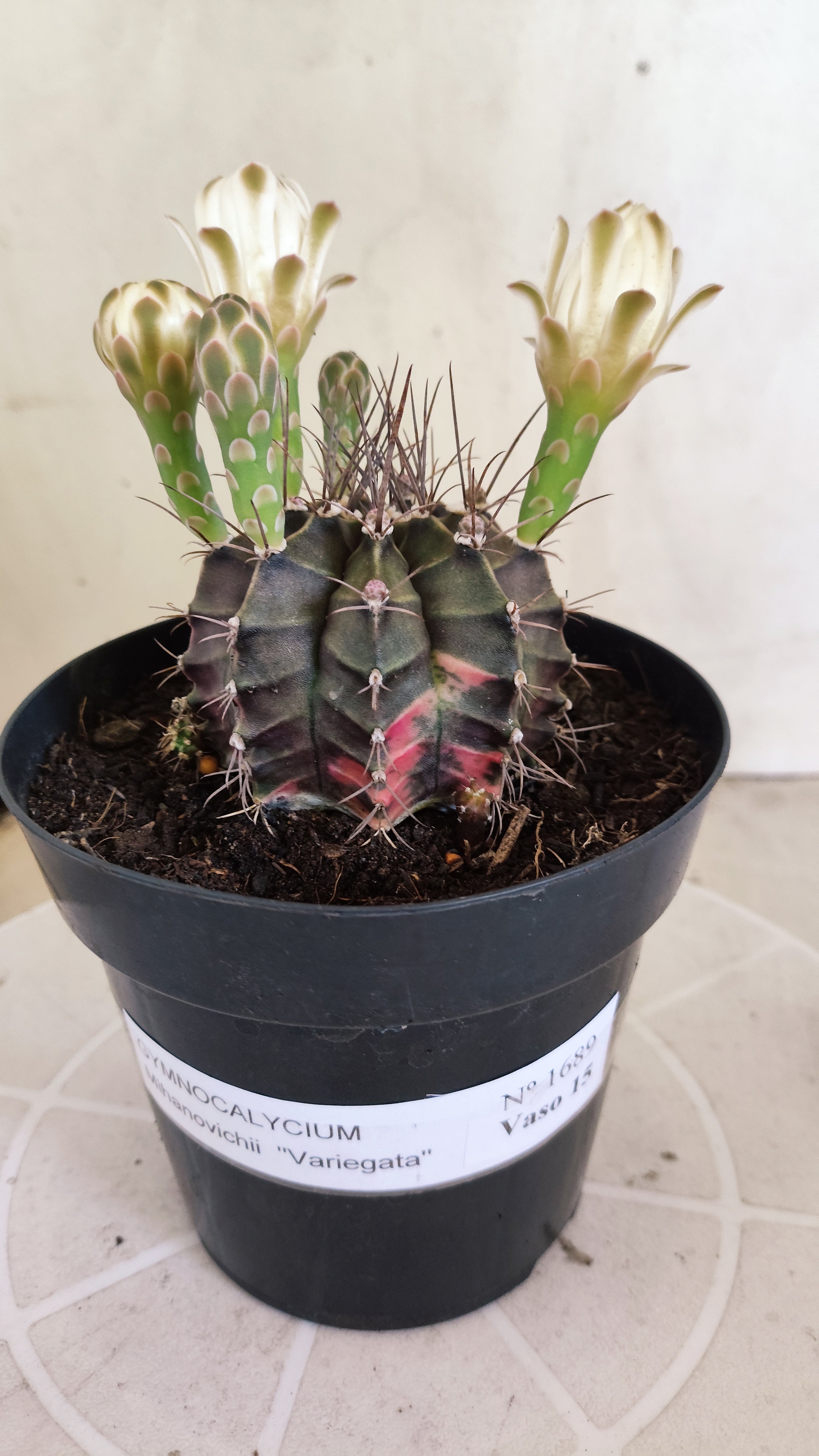 GYMNOCALYCIUM Mihanovichii Variegata Nº 1689 – vaso 15