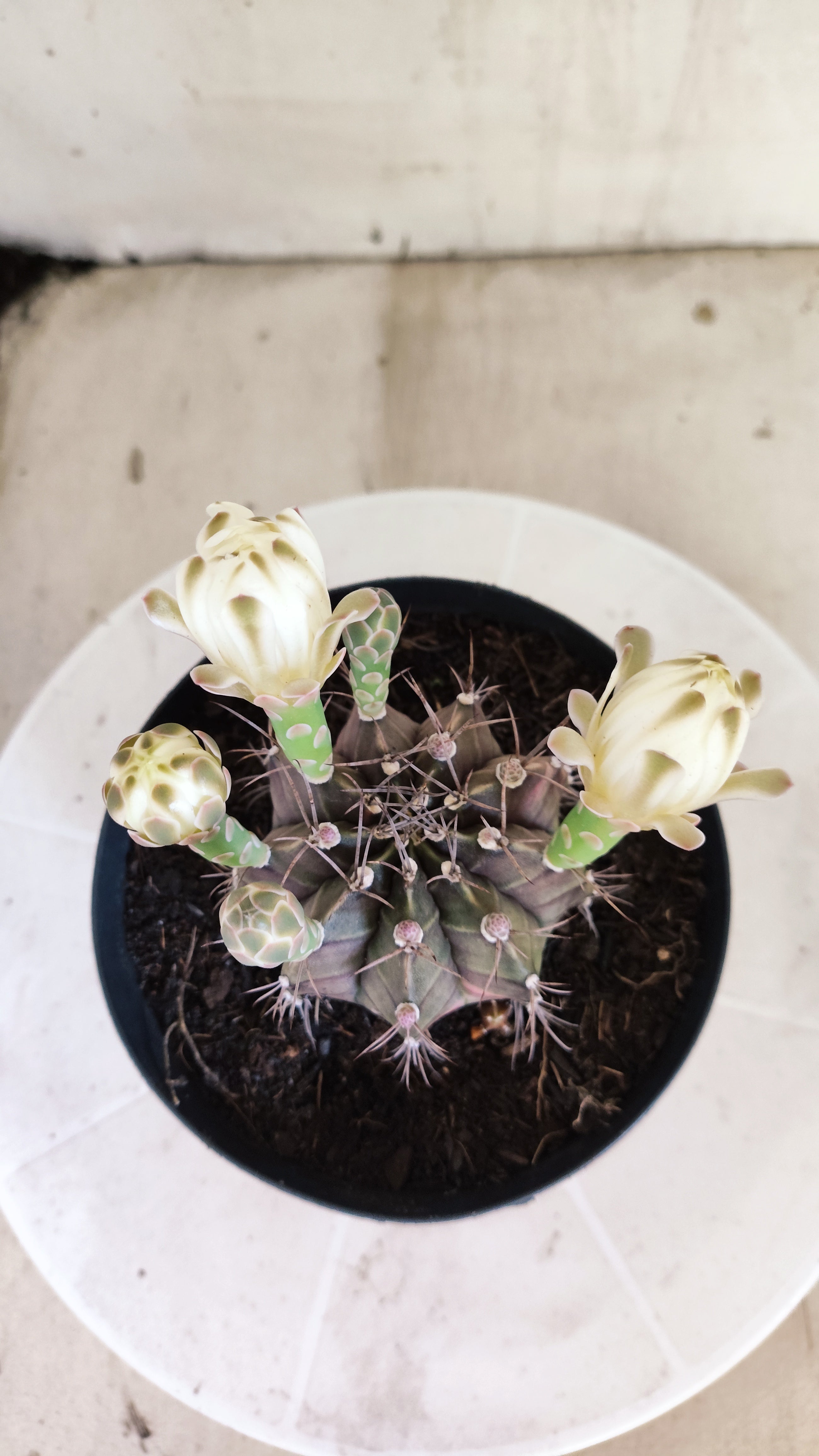 GYMNOCALYCIUM Mihanovichii Variegata Nº 1689 – vaso 15