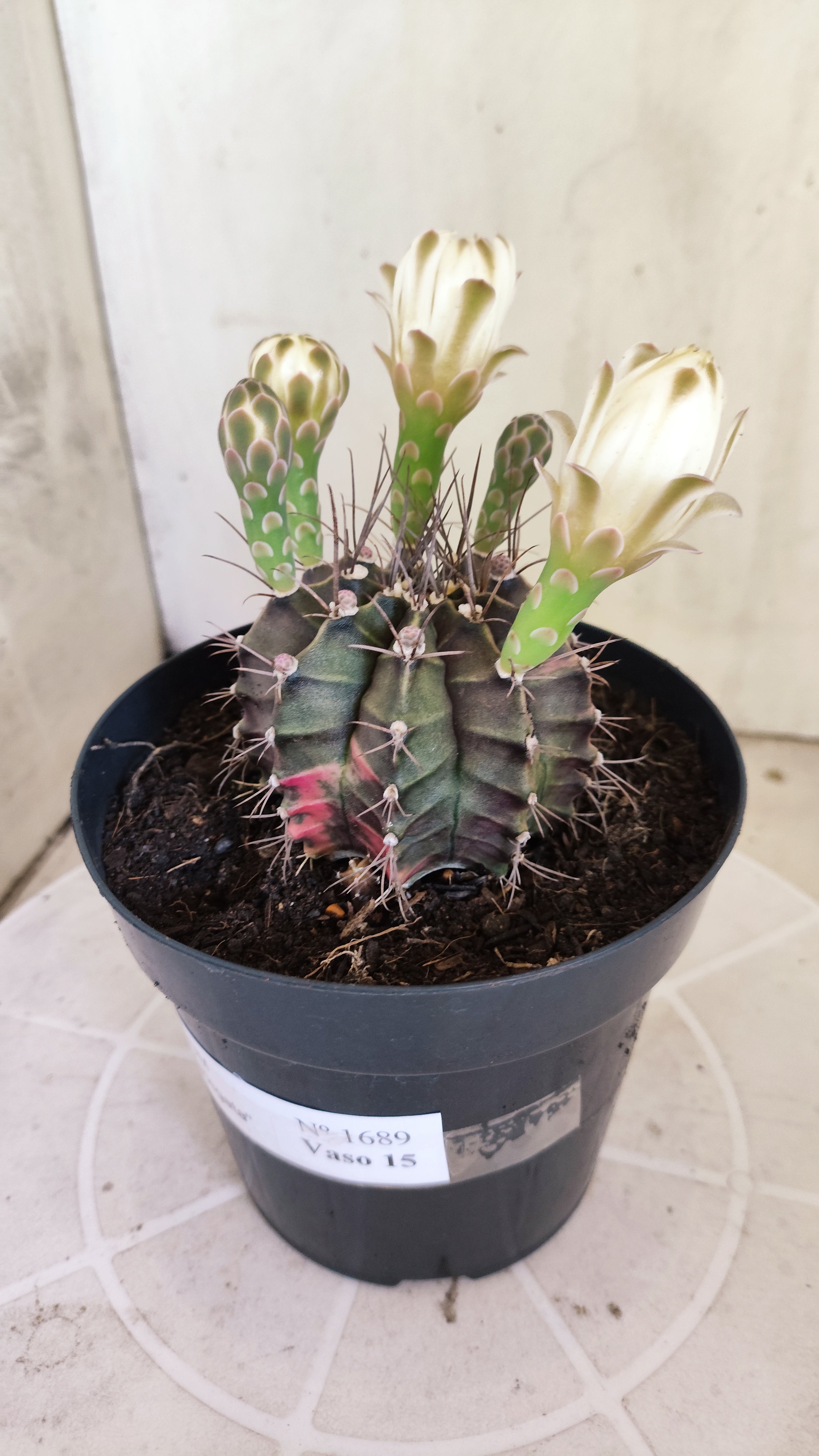 GYMNOCALYCIUM Mihanovichii Variegata Nº 1689 – vaso 15