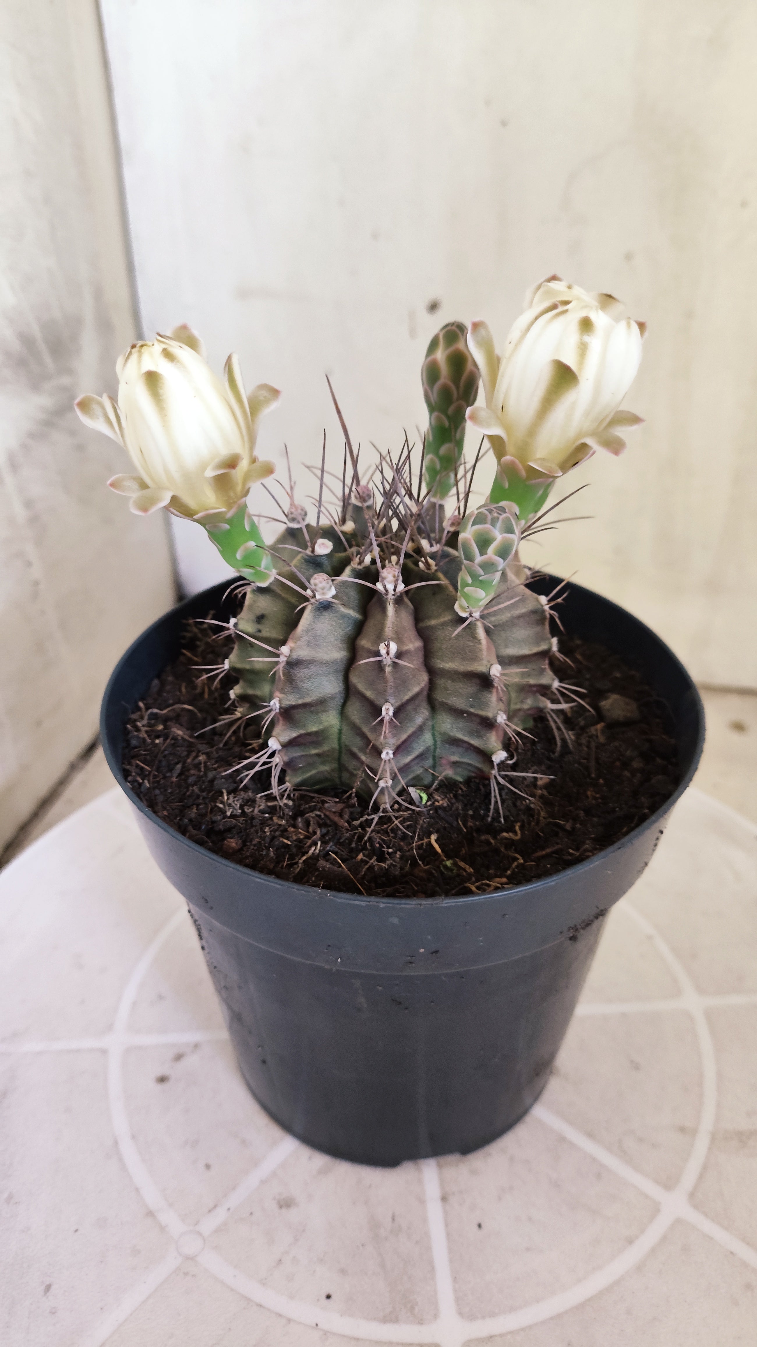 GYMNOCALYCIUM Mihanovichii Variegata Nº 1689 – vaso 15