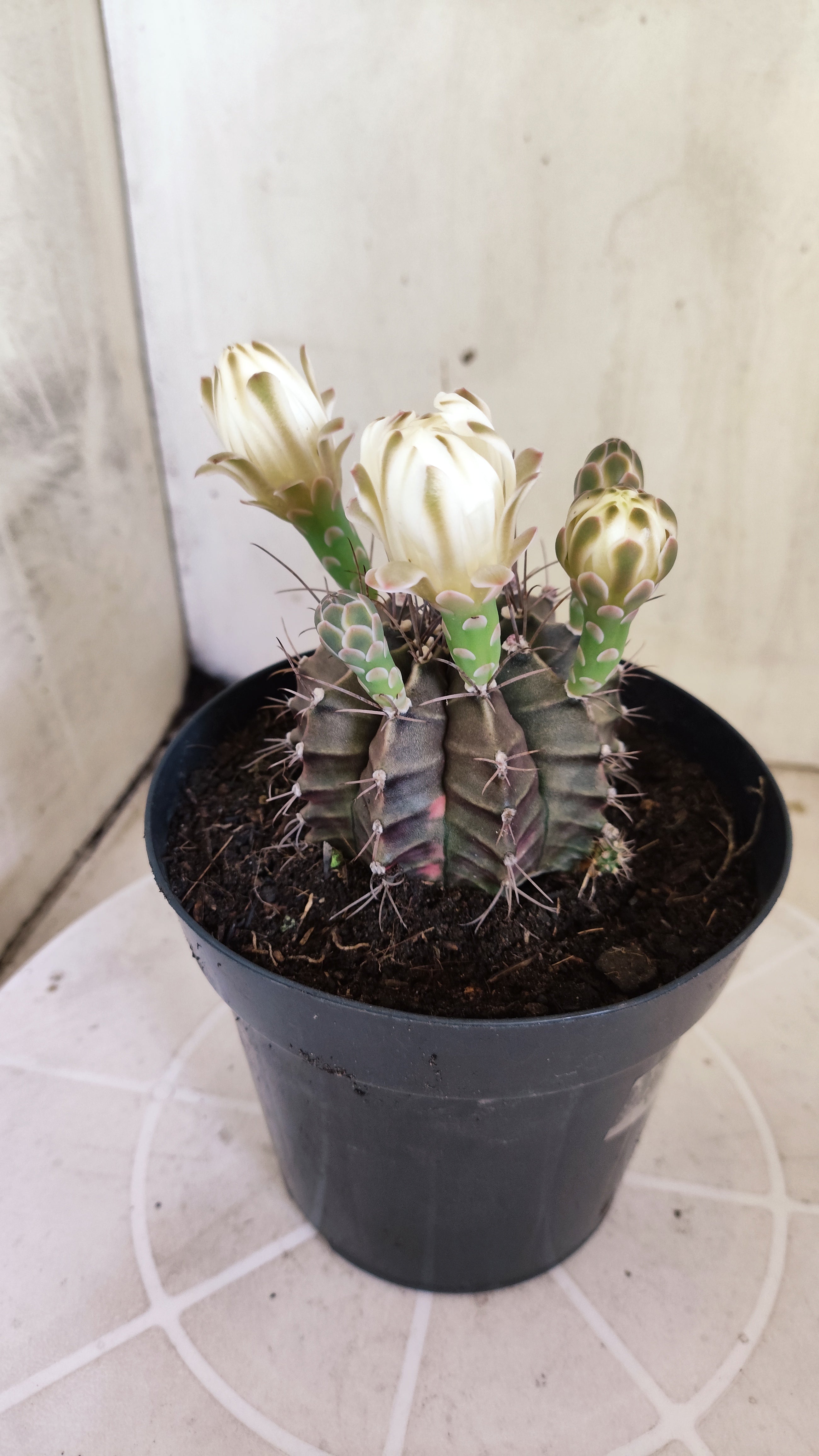 GYMNOCALYCIUM Mihanovichii Variegata Nº 1689 – vaso 15