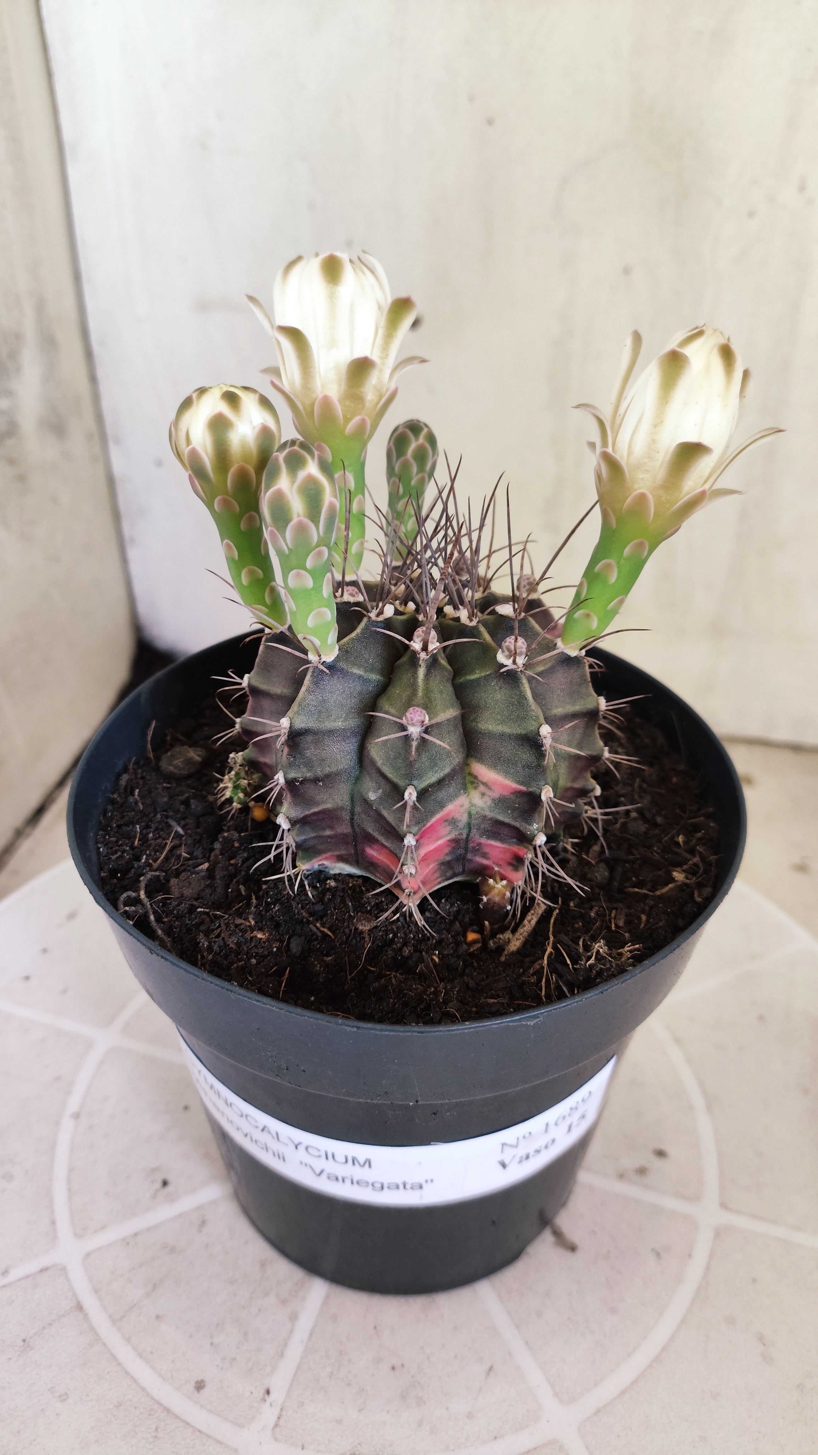 GYMNOCALYCIUM Mihanovichii Variegata Nº 1689 – vaso 15