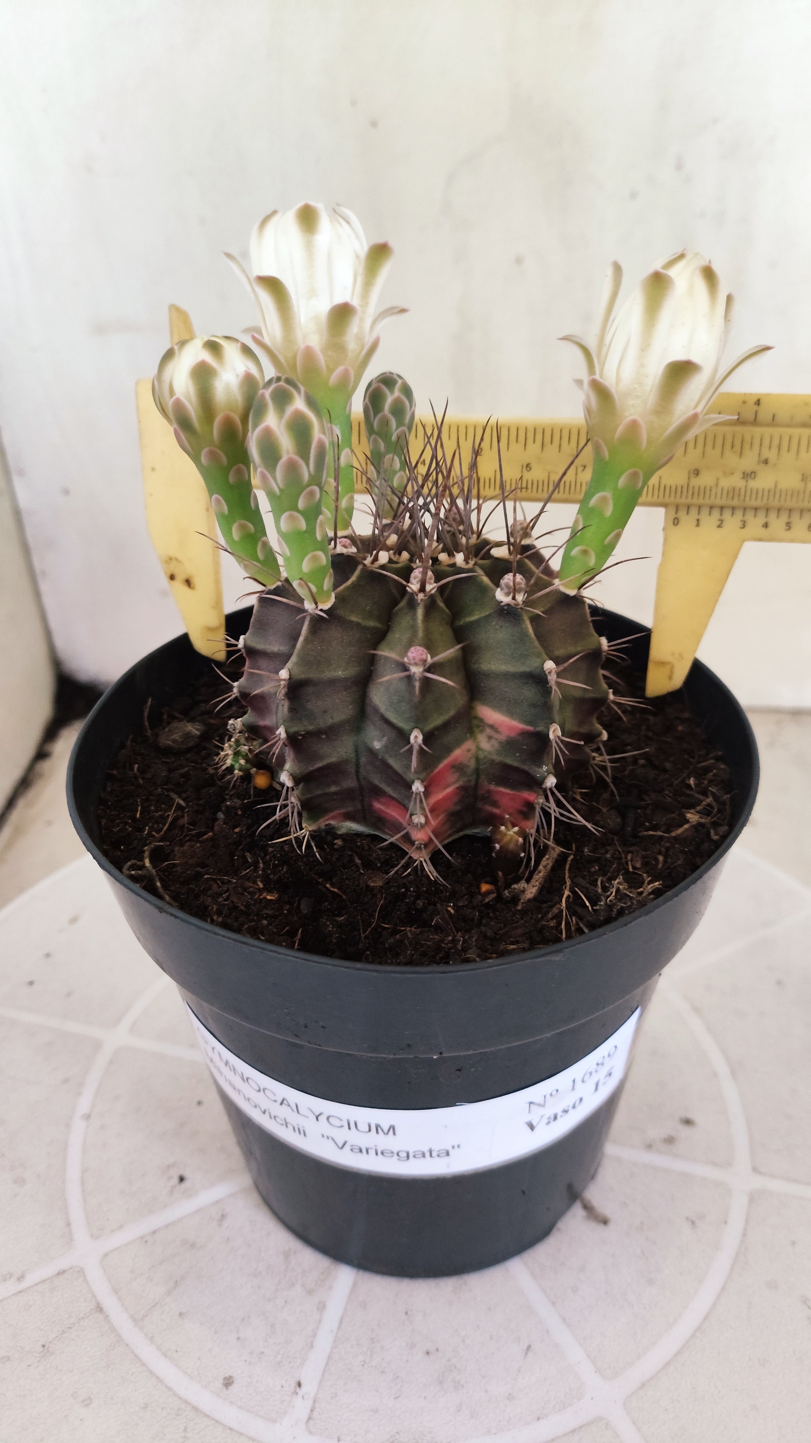 GYMNOCALYCIUM Mihanovichii Variegata Nº 1689 – vaso 15