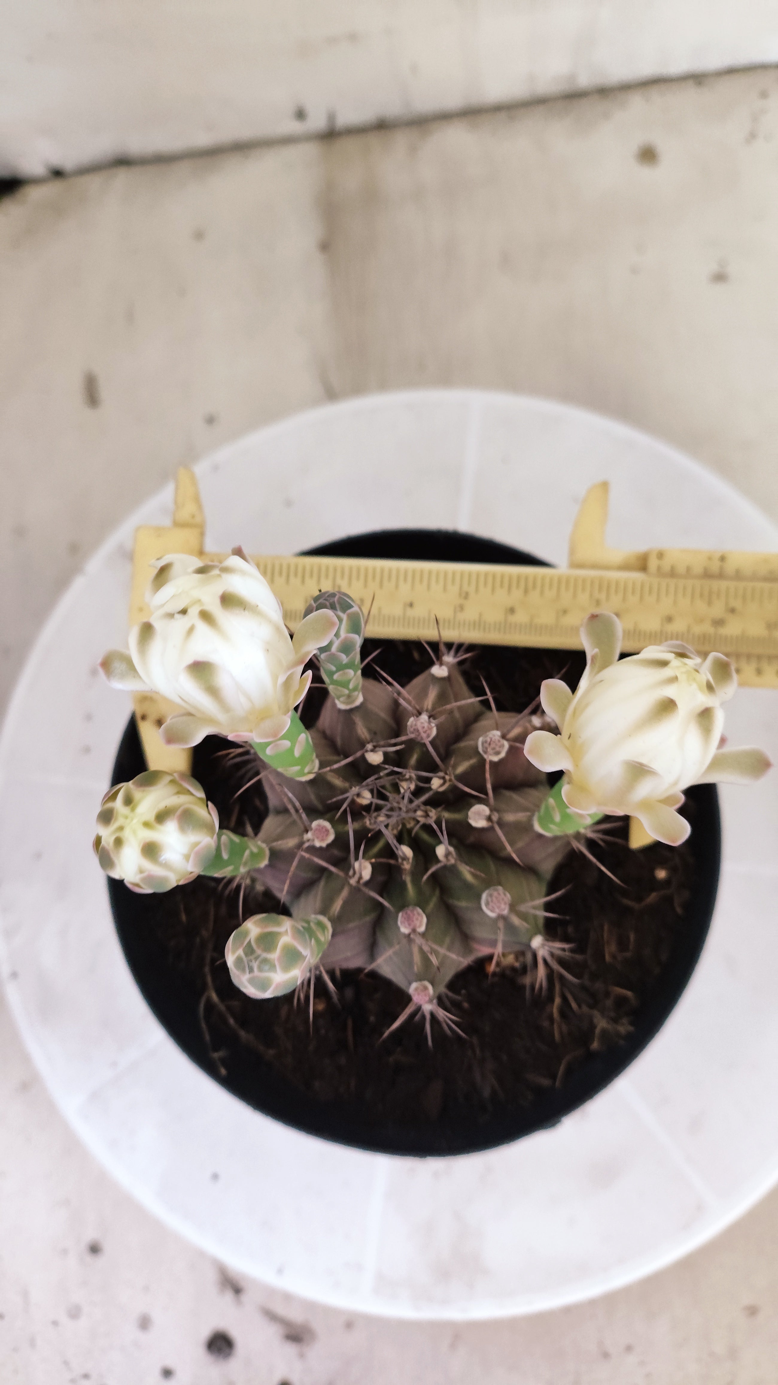 GYMNOCALYCIUM Mihanovichii Variegata Nº 1689 – vaso 15
