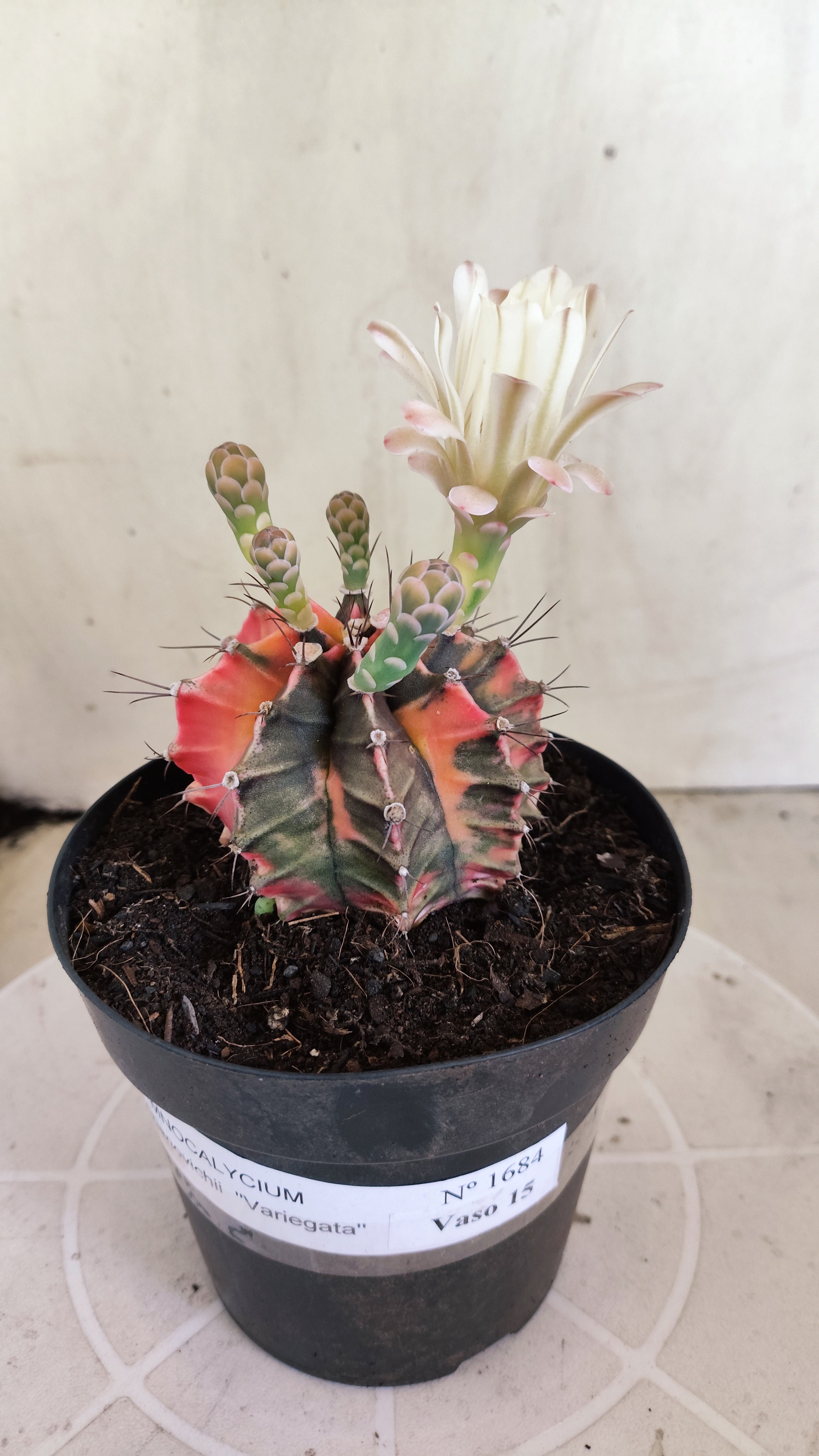 GYMNOCALYCIUM Mihanovichii Variegata Nº 1684 – vaso 15