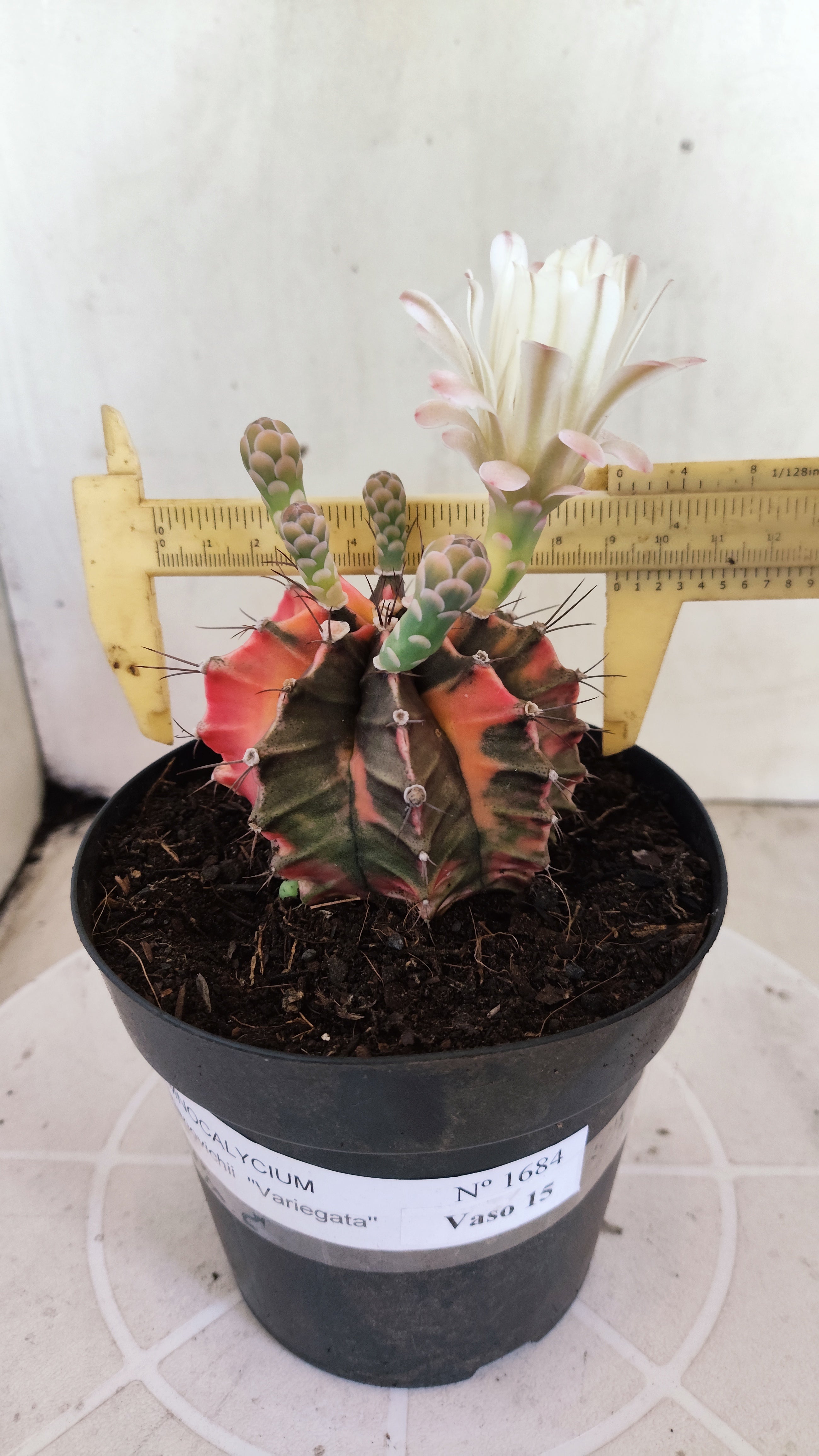 GYMNOCALYCIUM Mihanovichii Variegata Nº 1684 – vaso 15
