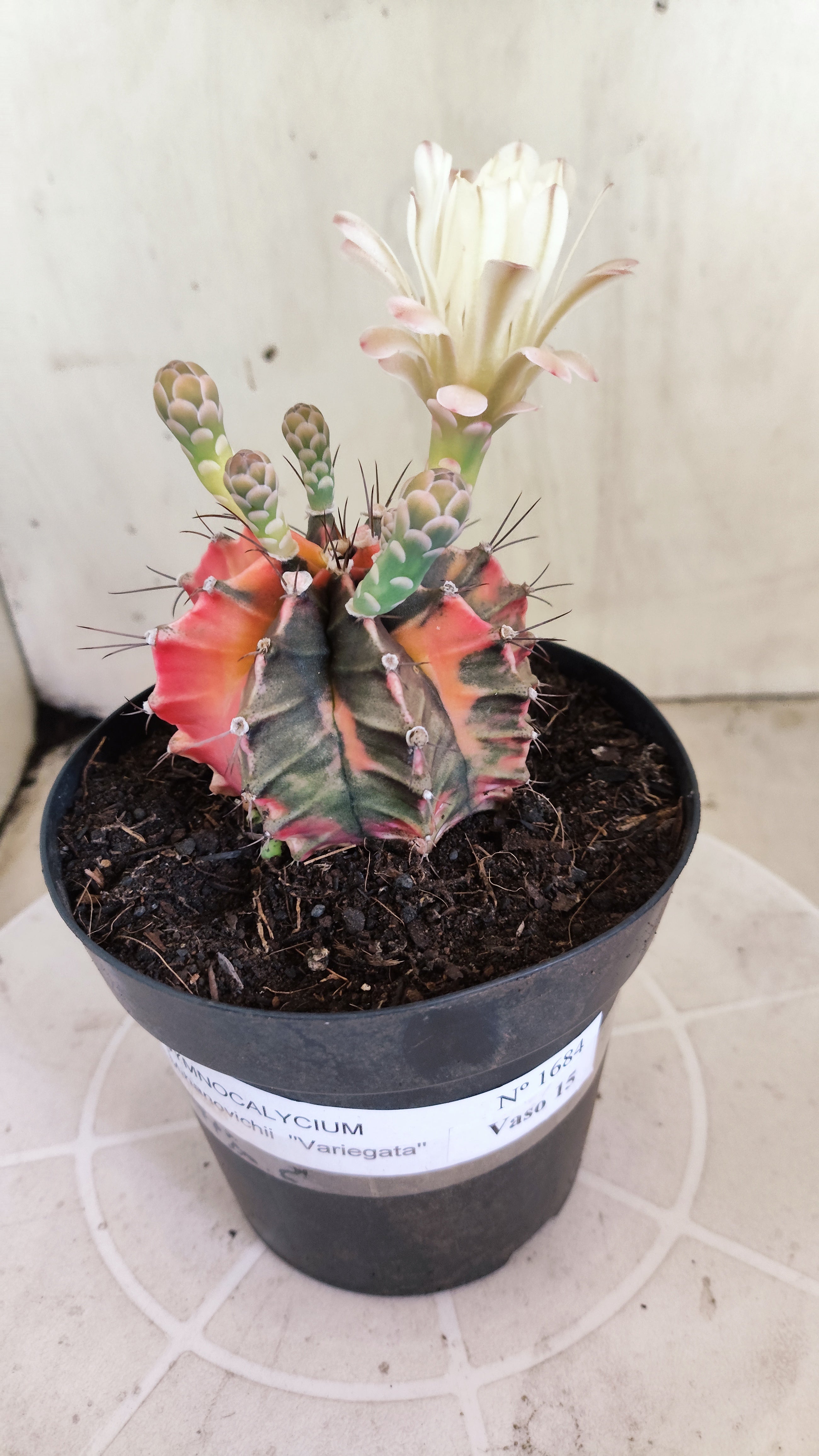 GYMNOCALYCIUM Mihanovichii Variegata Nº 1684 – vaso 15