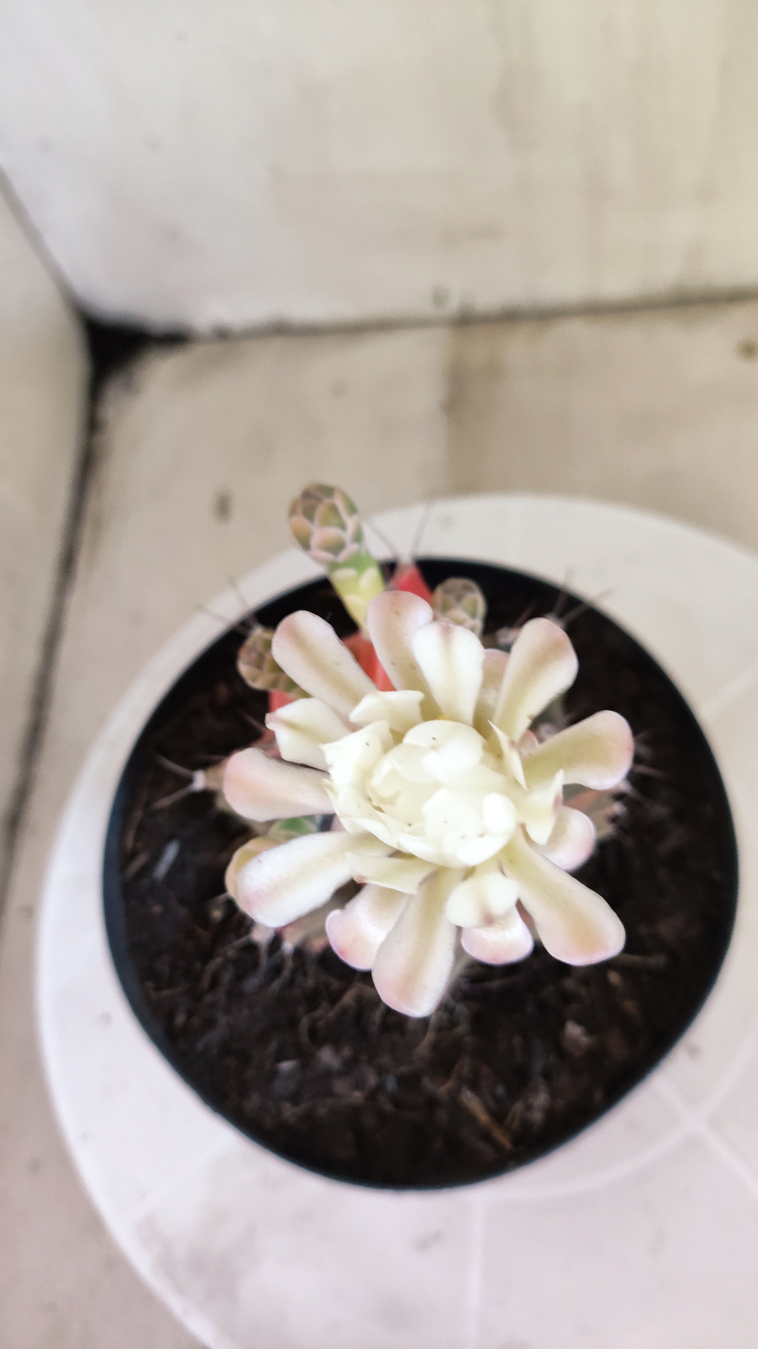GYMNOCALYCIUM Mihanovichii Variegata Nº 1684 – vaso 15