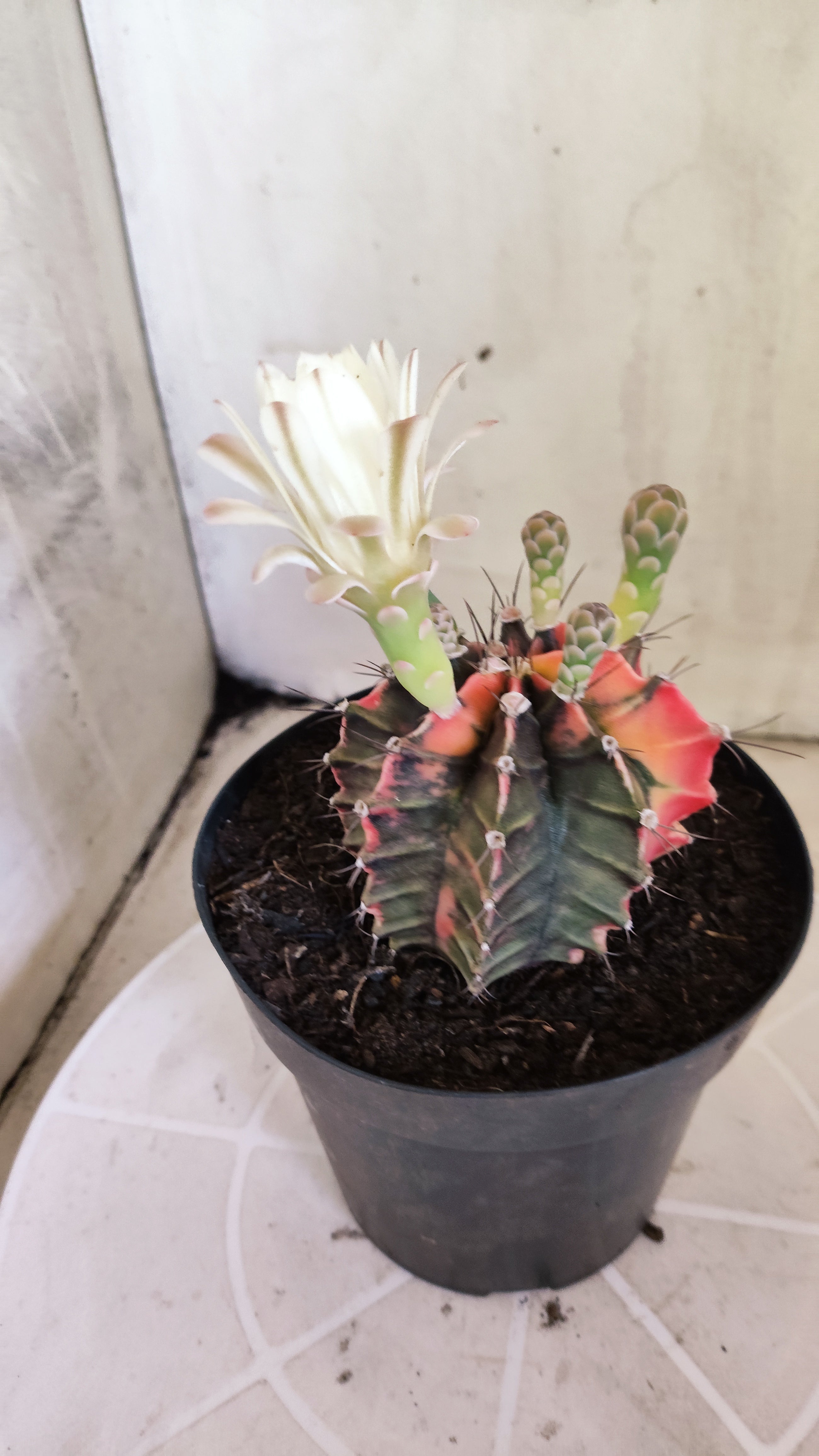 GYMNOCALYCIUM Mihanovichii Variegata Nº 1684 – vaso 15