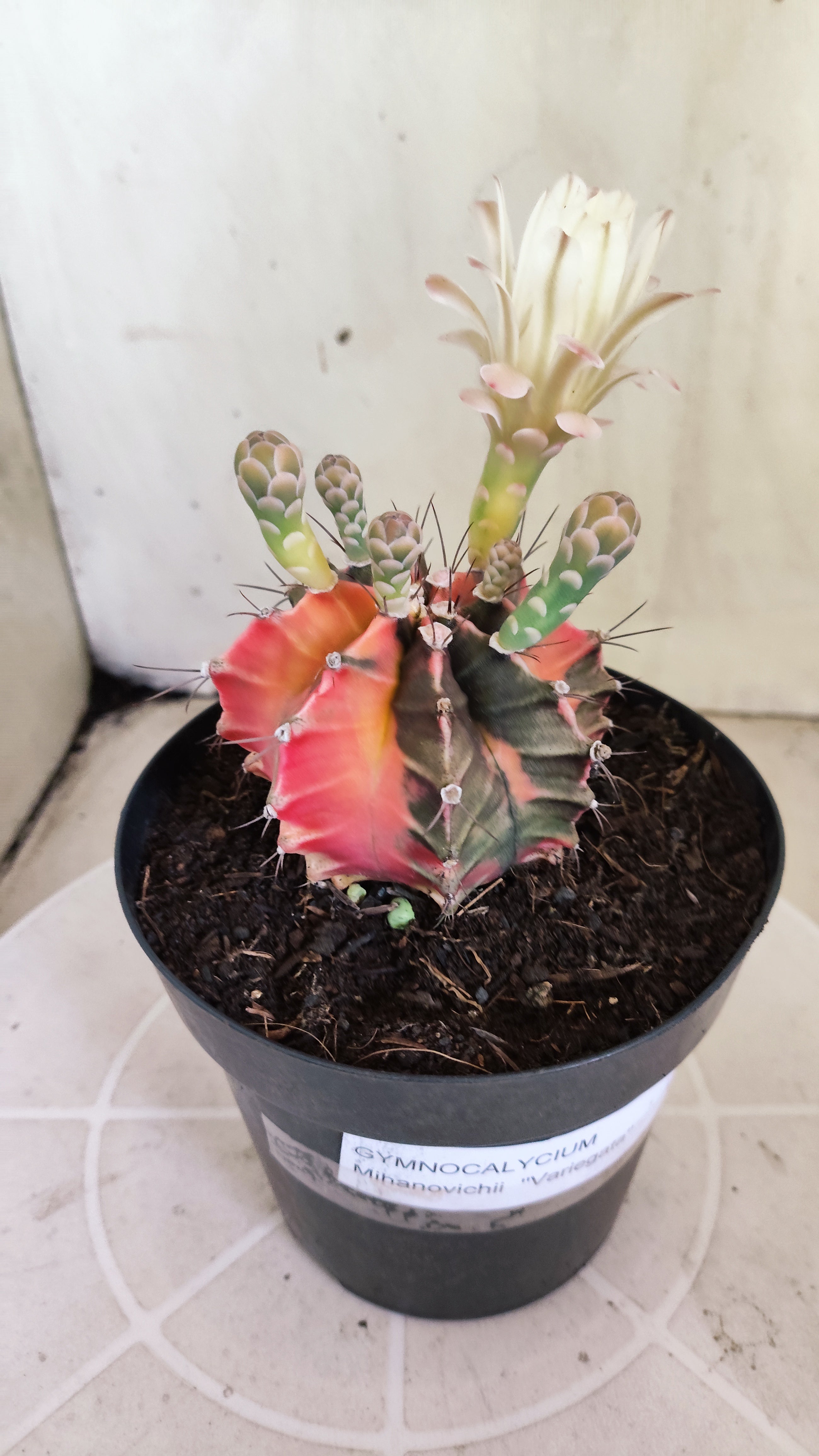 GYMNOCALYCIUM Mihanovichii Variegata Nº 1684 – vaso 15
