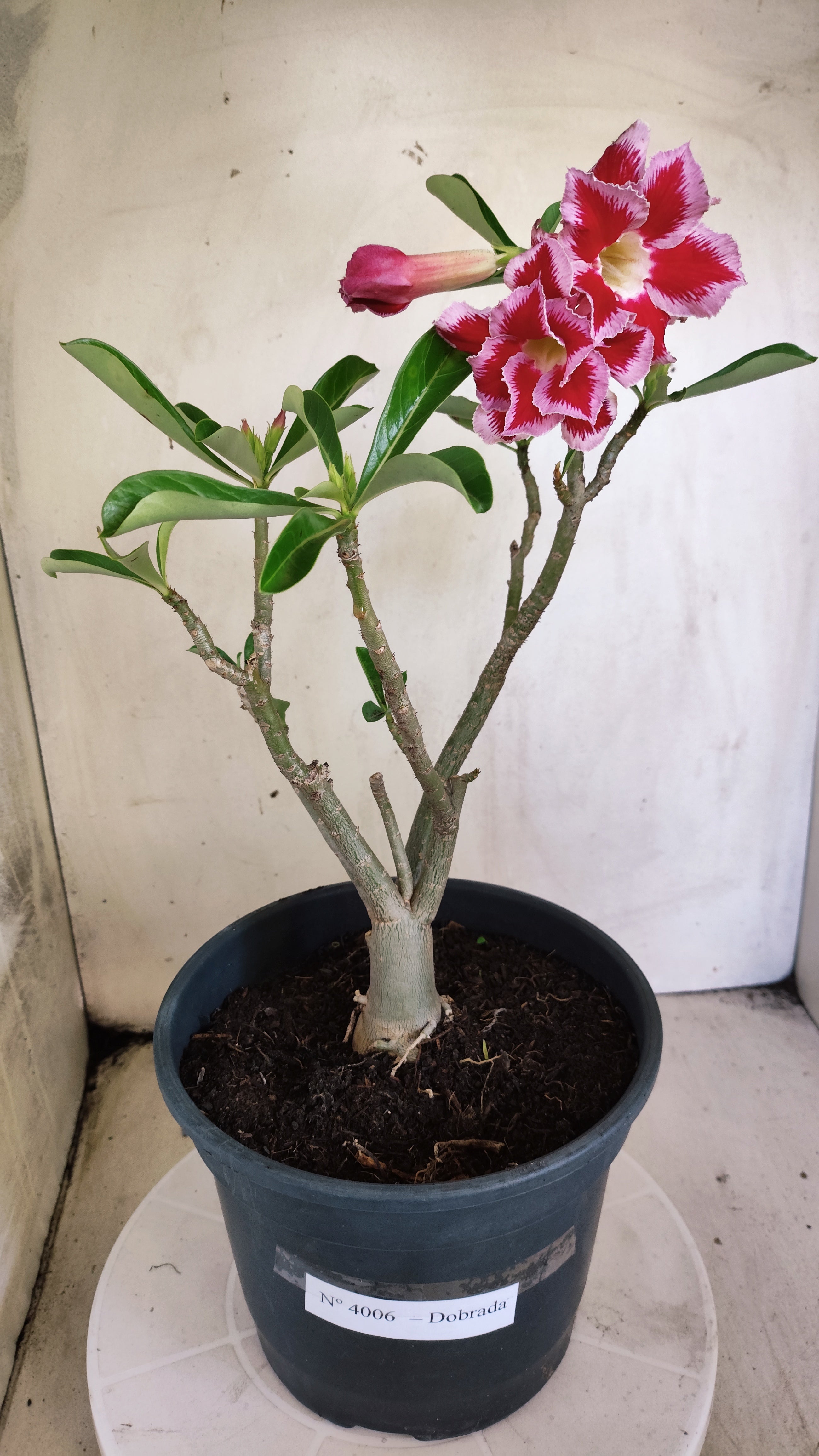 Planta Dobrada 4006 – 35cm – 03 anos - Vaso 20