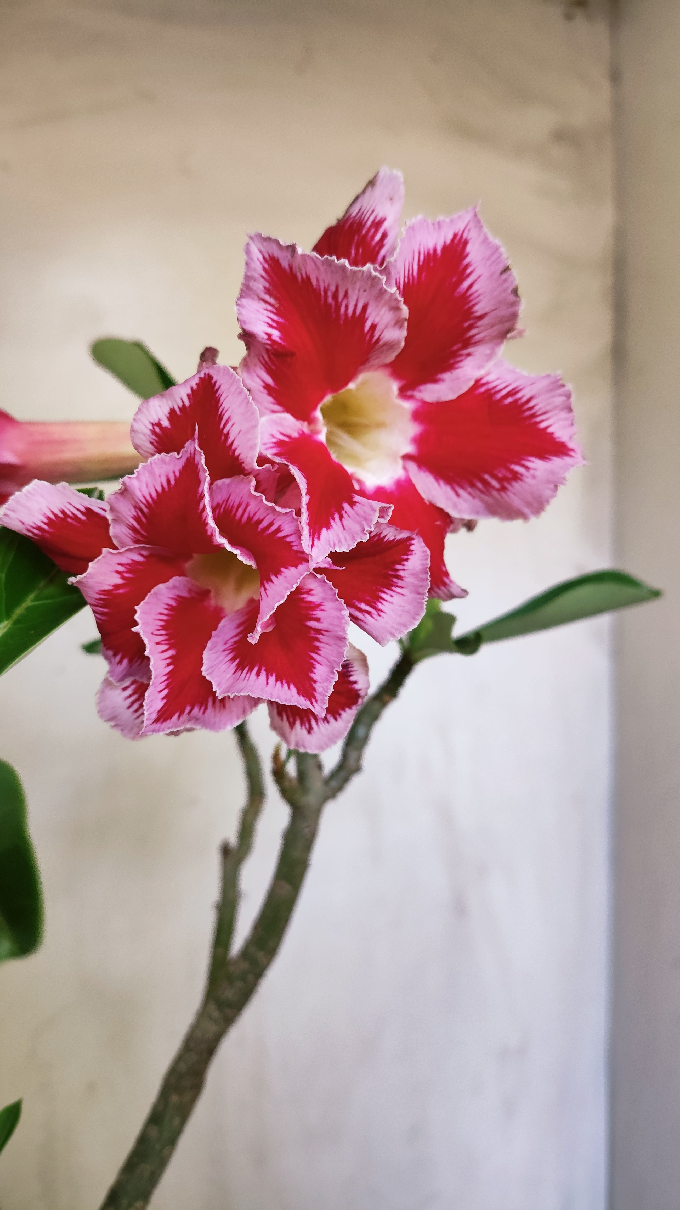 Planta Dobrada 4006 – 35cm – 03 anos - Vaso 20