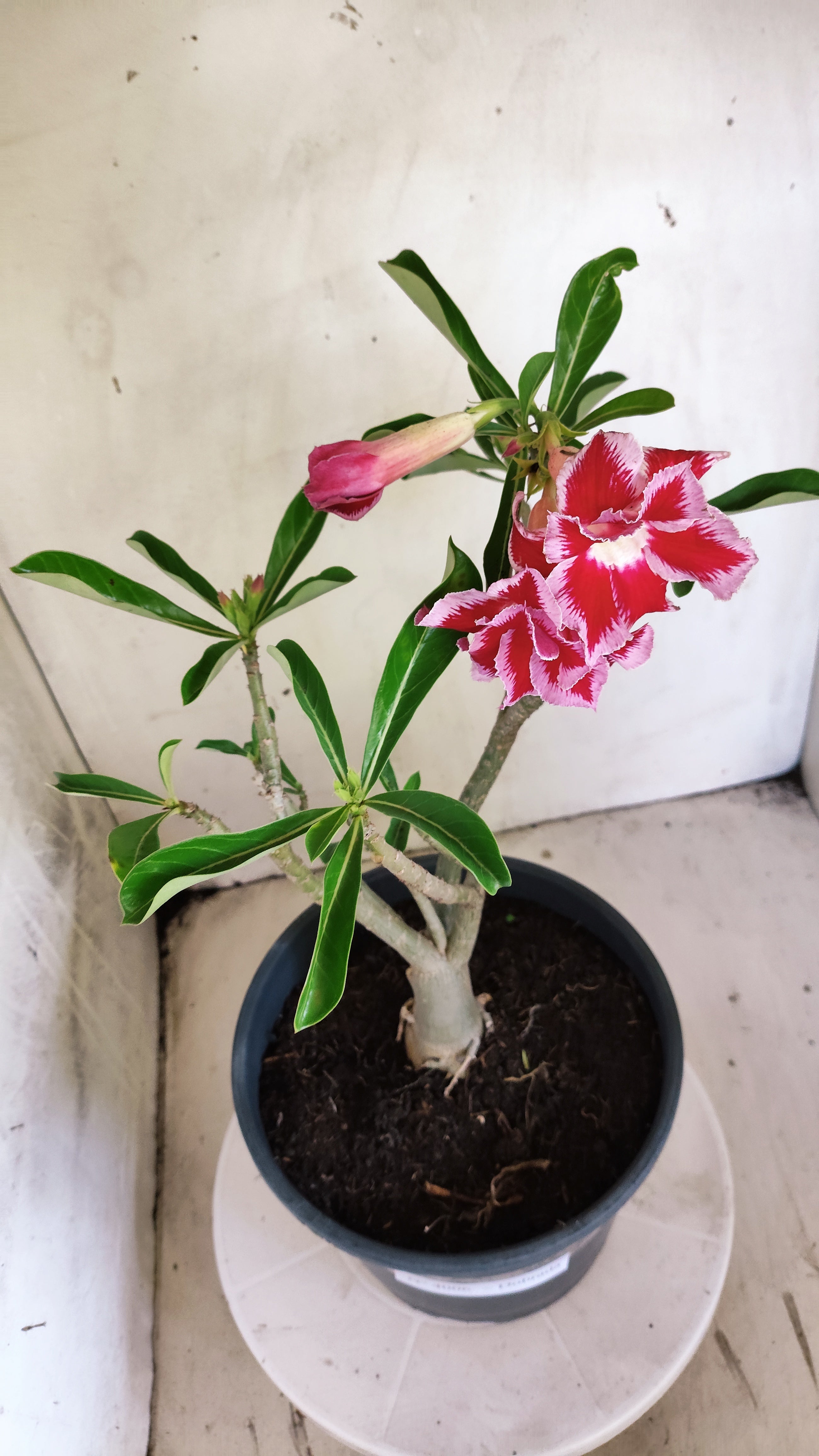 Planta Dobrada 4006 – 35cm – 03 anos - Vaso 20
